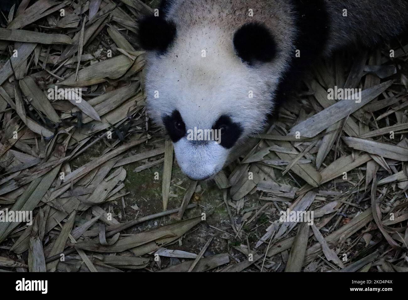 Il primo cucciolo di panda gigante di Singapore, denominato le le, si aggira all'interno della mostra Giant Panda Forest al Mandai River Wonders il 10 marzo 2022 a Singapore. Nato il 14 agosto 2021 e pesato alle 15,86kg (dal 8 marzo), le le è il primogenito del gigante panda Kai Kai e Jia Jia, nove anni dopo il loro primo arrivo a Singapore in prestito da Chengdu. (Foto di Suhaimi Abdullah/NurPhoto) Foto Stock