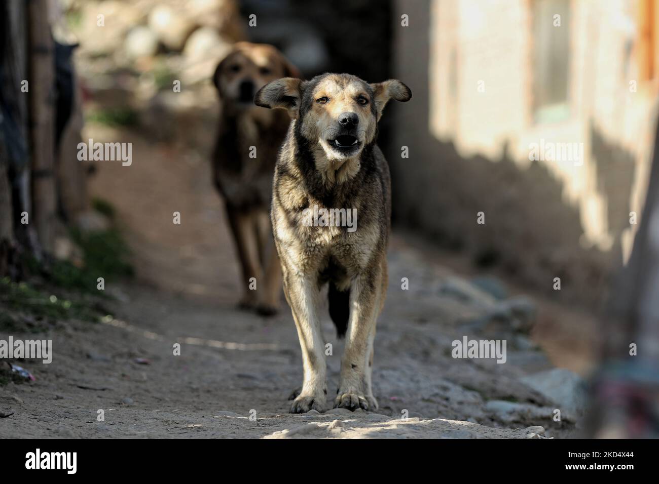 Cani abbaio di altri cani randagi in Kupwara Jammu e Kashmir India il 12 marzo 2022 (Foto di Nasir Kachroo/NurPhoto) Foto Stock