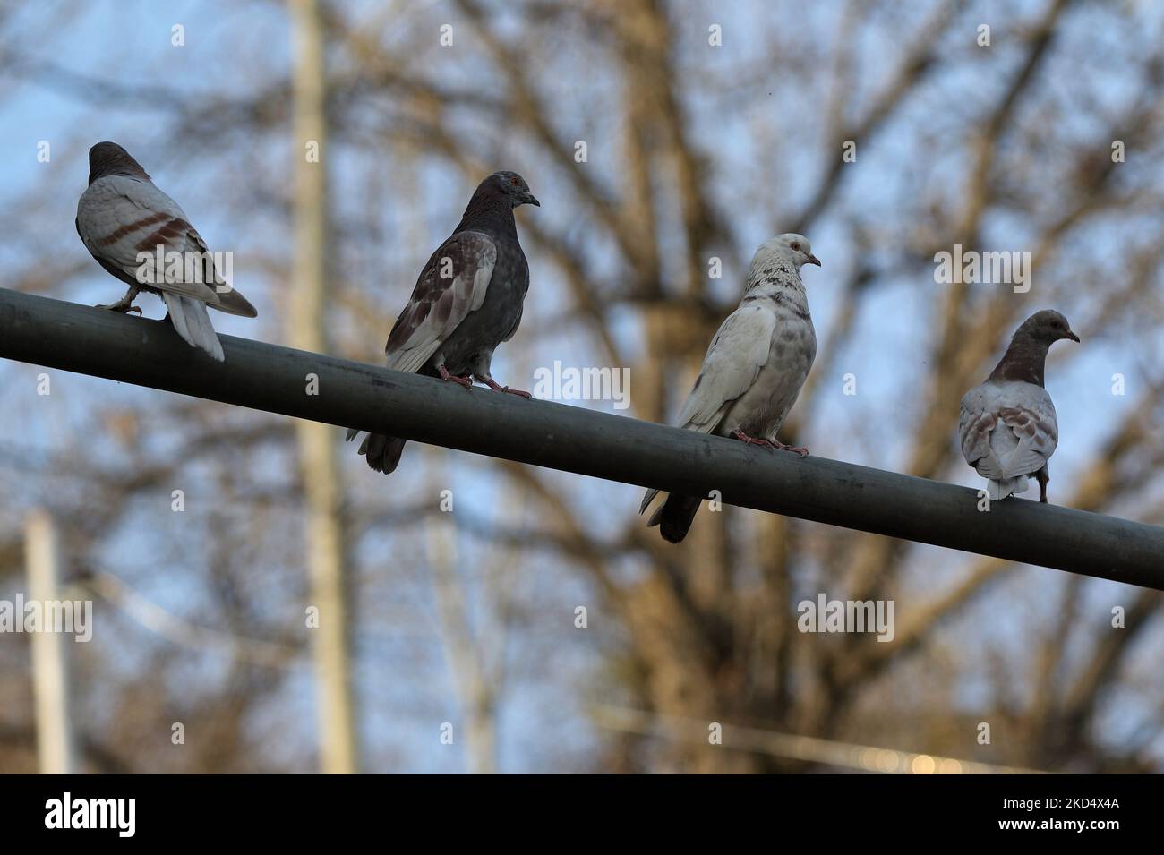 I piccioni siedono su un cavo in una zona residenziale a Kupwara Jammu e Kashmir India il 12 marzo 2022 (Foto di Nasir Kachroo/NurPhoto) Foto Stock