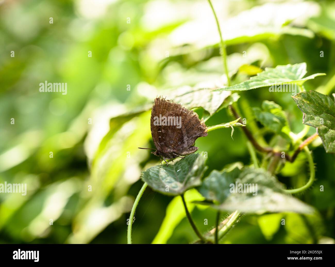 Khasi Falcate la farfalla di Oakblue (Mahathala ameria ameria) è legalmente protetta in India secondo la Tabella II della Legge (di protezione) di Wildlife, 1972. Sulle foglie verdi della foresta di Tehatta, West Bengala, India, il 12/03/2022, è presente una farfalla di Oakblue falsata. (Foto di Soumyabrata Roy/NurPhoto) (Foto di Soumyabrata Roy/NurPhoto) Foto Stock