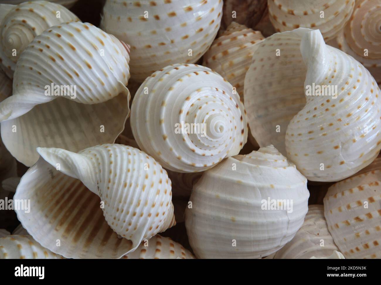 Grandi conchiglie di mare Scotch Bonnet, Sanibel Island, Florida, USA, il 24 agosto, 2012. (Foto di Creative Touch Imaging Ltd./NurPhoto) Foto Stock
