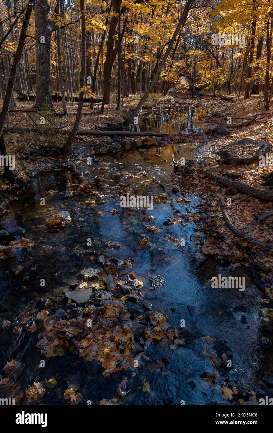 Le foglie iniziano a coprire il pavimento della foresta e le superfici rocciose di Hammel Creek, mentre un cielo blu si riflette nel torrente Hammel Woods Forest Presbite Foto Stock