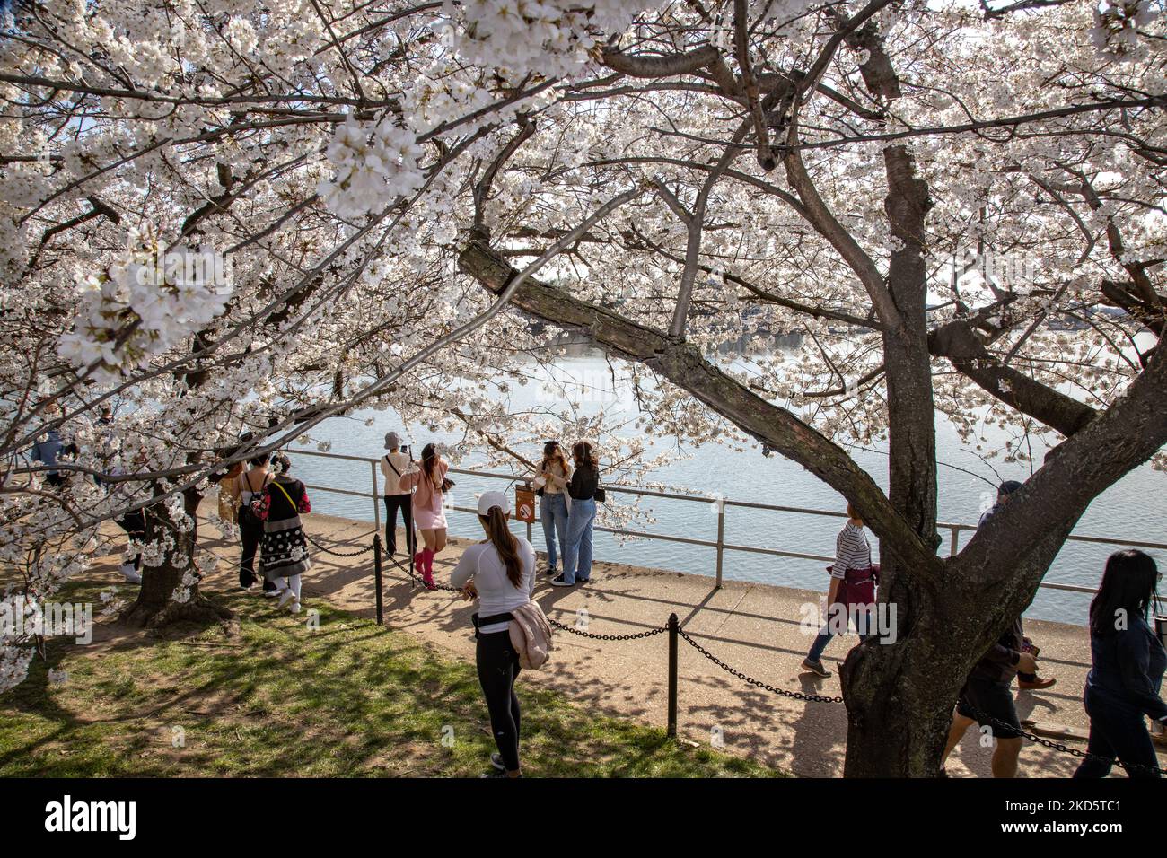 La folla visiterà il bacino del Tidal a Washington, D.C. il 22 marzo 2022, mentre gli alberi di ciliegio raggiungono la loro fase di 'fiore di picco', definita come quando il 70% degli alberi di ciliegio di Yoshino lungo il bacino sono fioriti. (Foto di Bryan Olin Dozier/NurPhoto) Foto Stock