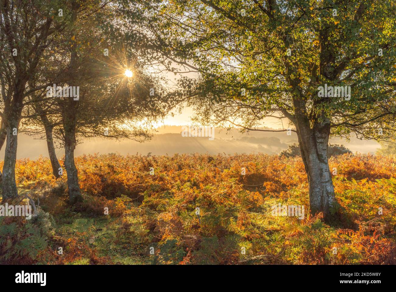 New Forest National Park, Hampshire Autunno 2022 Foto Stock