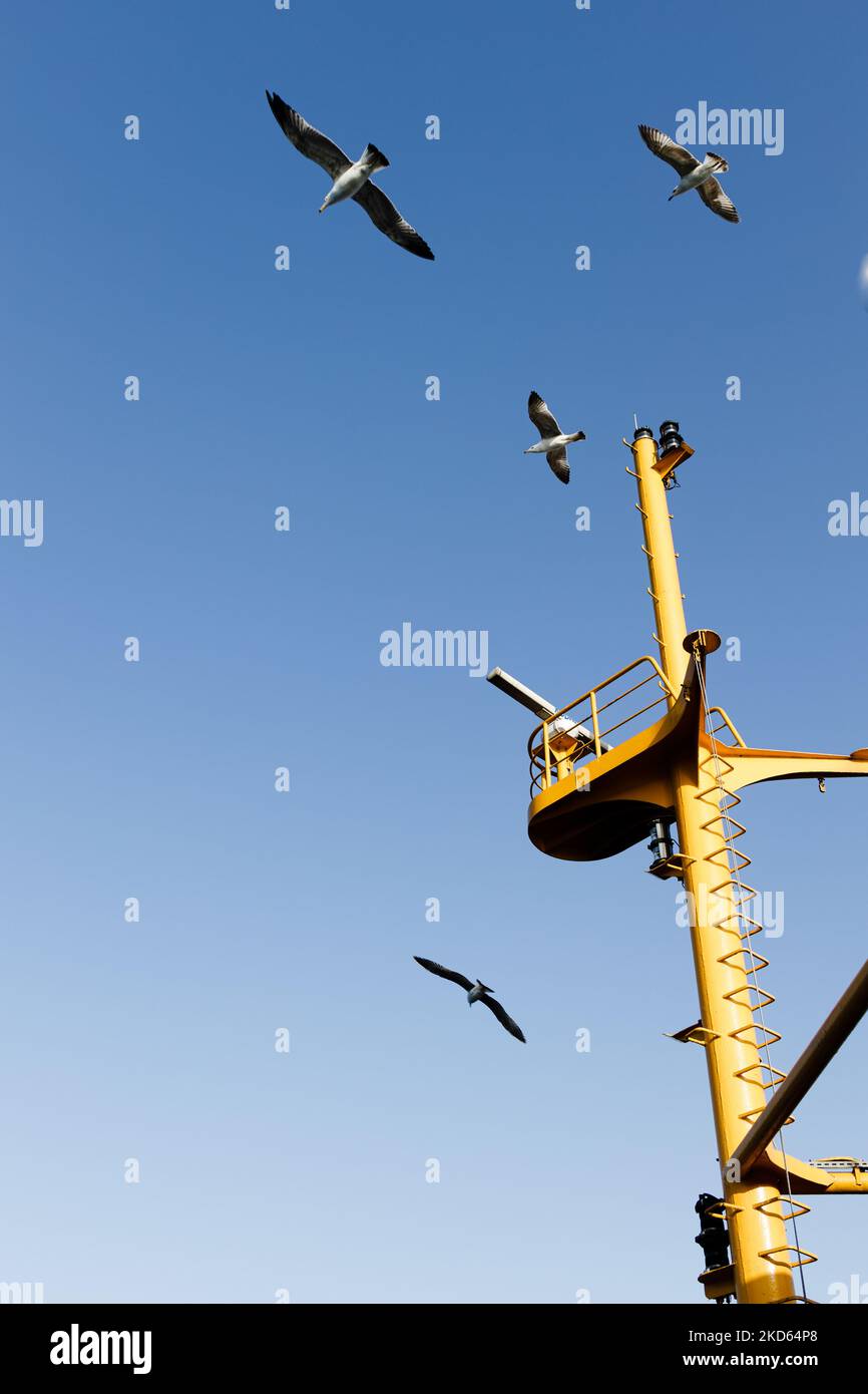 Gli uccelli volano intorno all'albero della nave. Faro, goletta, lavori di costruzione, gabbiano. Piume bianche, artigli, coda, becco, animali. Foto di alta qualità Foto Stock