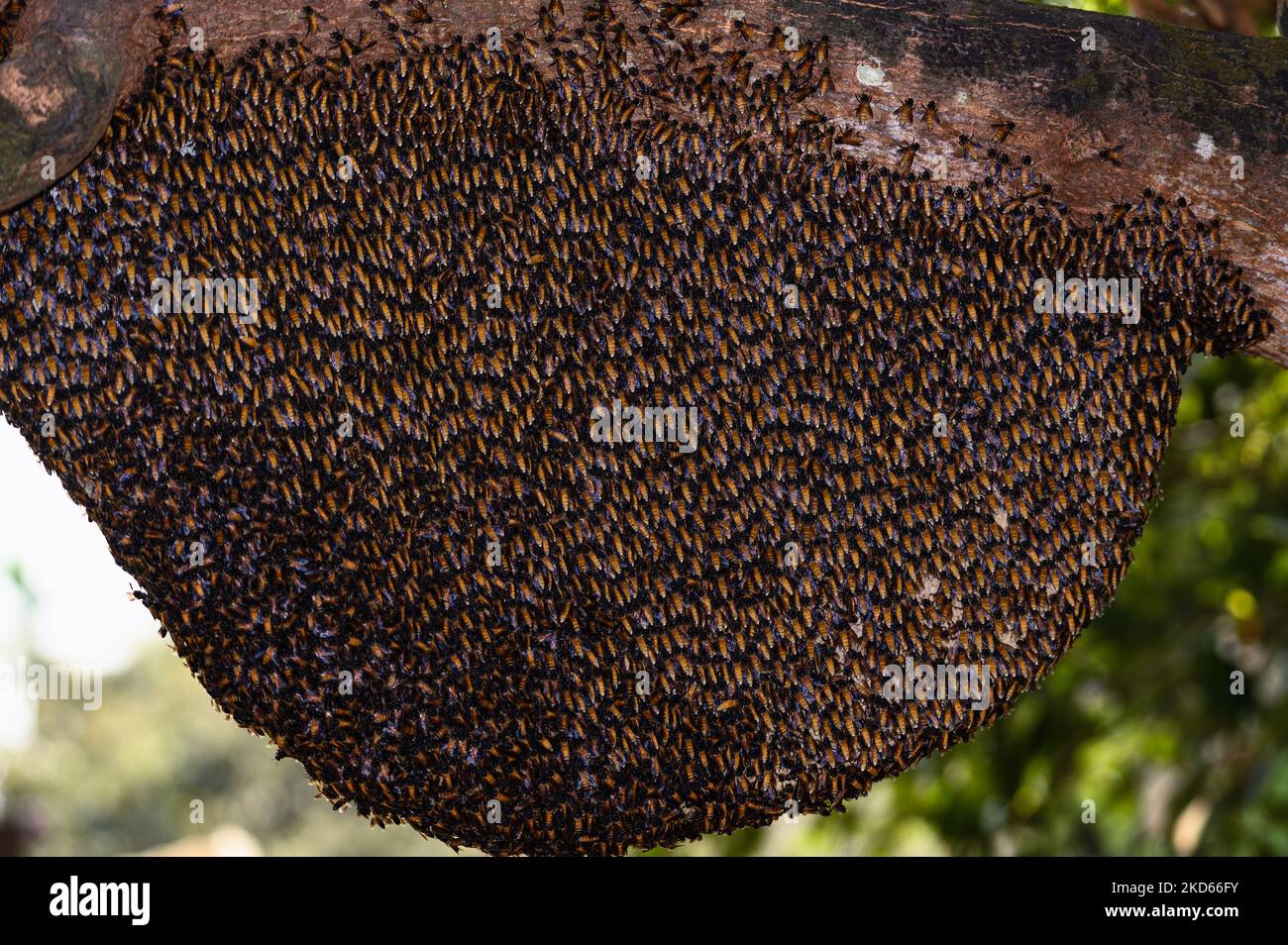 L'ape gigante del miele (Apis dorsata) è un'ape del miele del sud e del sud-est asiatico. Molti raccolti in Asia meridionale come cotone, mango, cocco, caffè, pepe, Il frutto della stella e la macadamia dipendono dall'impollinazione selvaggia delle API dorsata. Queste api costruiscono nidi aperti su rami di albero o edifici, una colonia può immagazzinare da 4 a 6 kg di miele. (Foto di Soumyabrata Roy/NurPhoto) Foto Stock