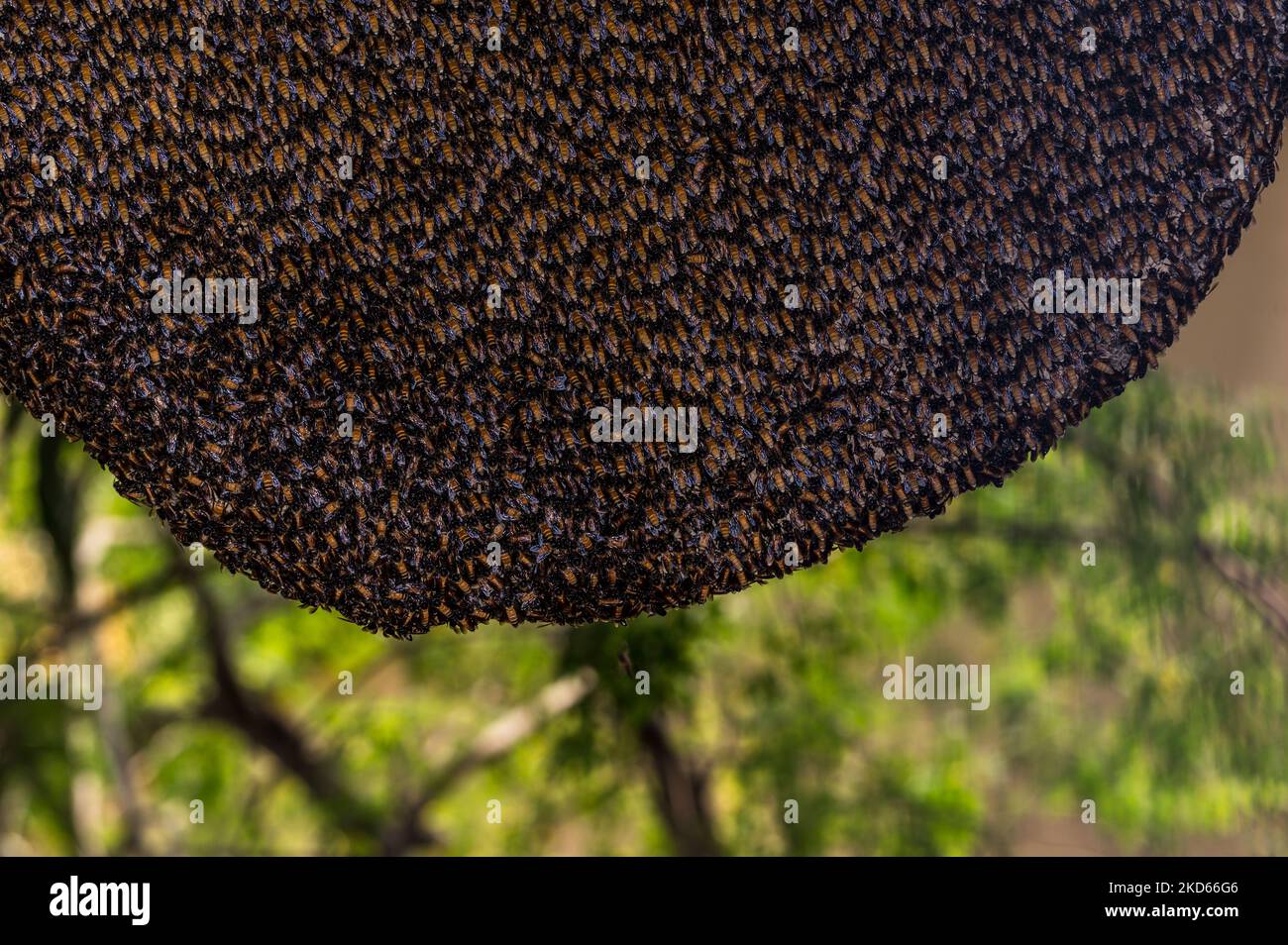 L'ape gigante del miele (Apis dorsata) è un'ape del miele del sud e del sud-est asiatico. Molti raccolti in Asia meridionale come cotone, mango, cocco, caffè, pepe, Il frutto della stella e la macadamia dipendono dall'impollinazione selvaggia delle API dorsata. Queste api costruiscono nidi aperti su rami di albero o edifici, una colonia può immagazzinare da 4 a 6 kg di miele. (Foto di Soumyabrata Roy/NurPhoto) Foto Stock