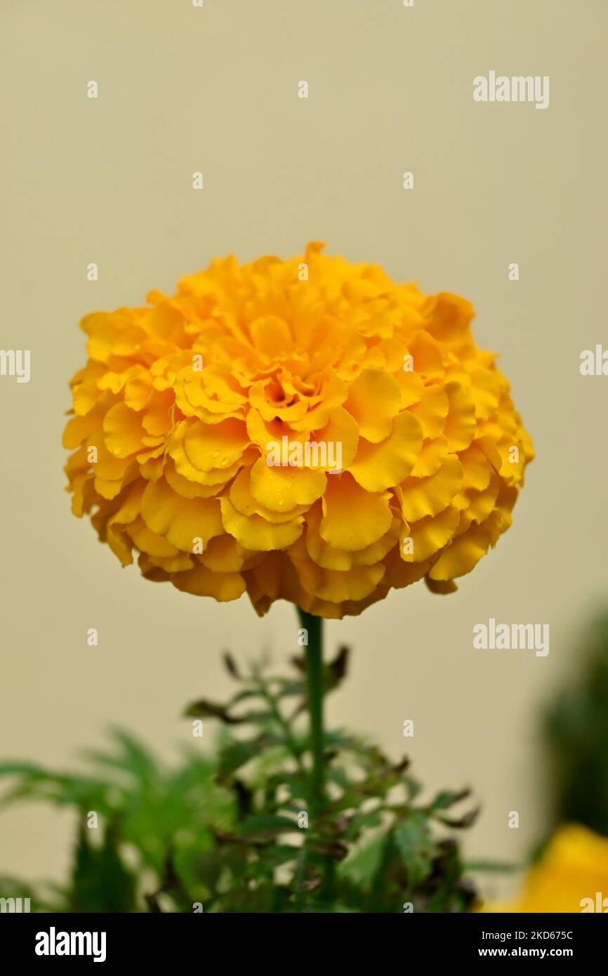 closeup il fiore di marigold arancione che cresce con le foglie nel giardino fuoco morbido sfondo marrone verde. Foto Stock