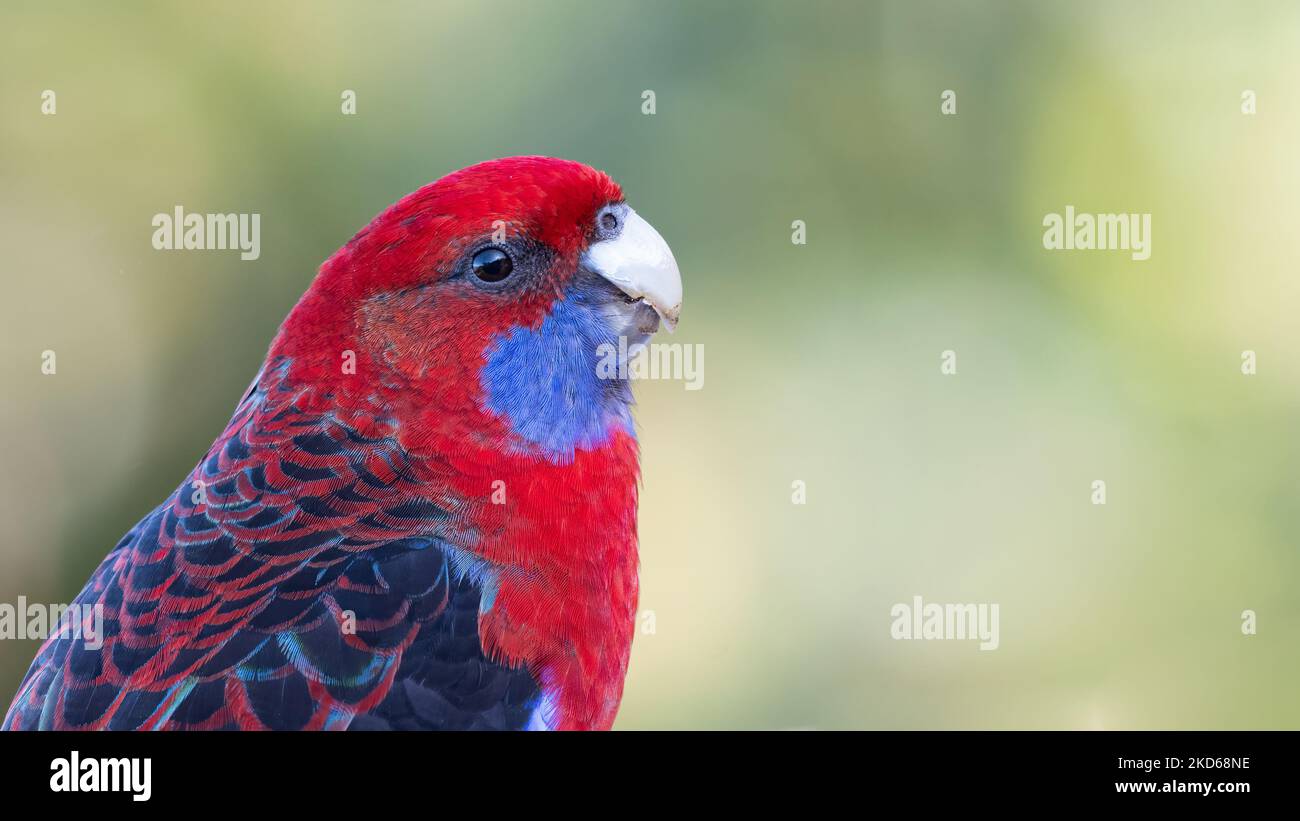 Ritratto di Crimson rosella, NSW, Australia Foto Stock