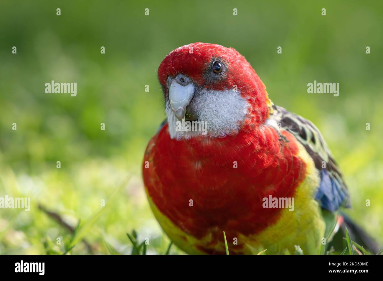 rosella orientale in un parco di Melbourne, Australia Foto Stock