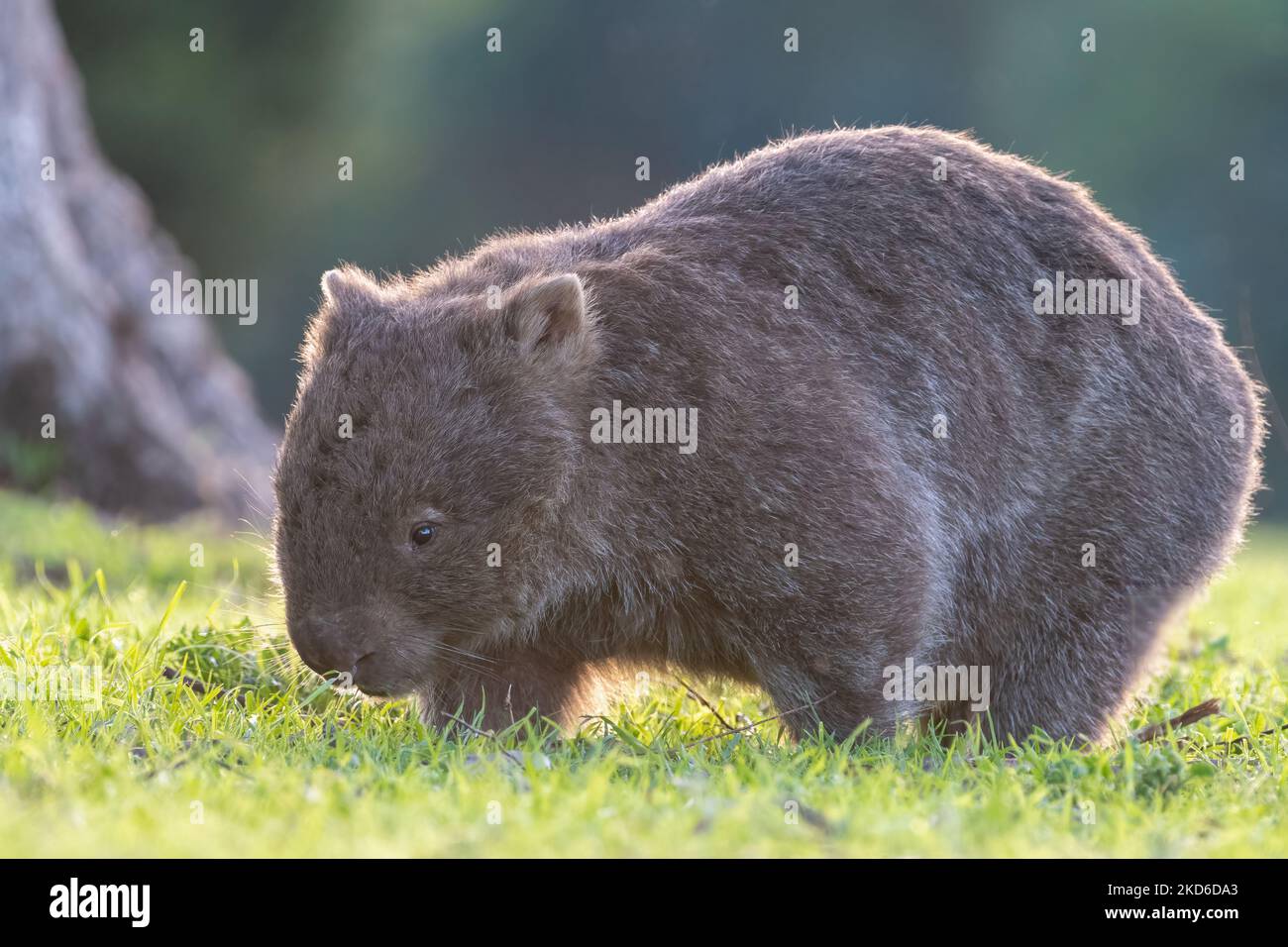 Wombat comune al tramonto, Kangaroo Valley, New South Wales Foto Stock