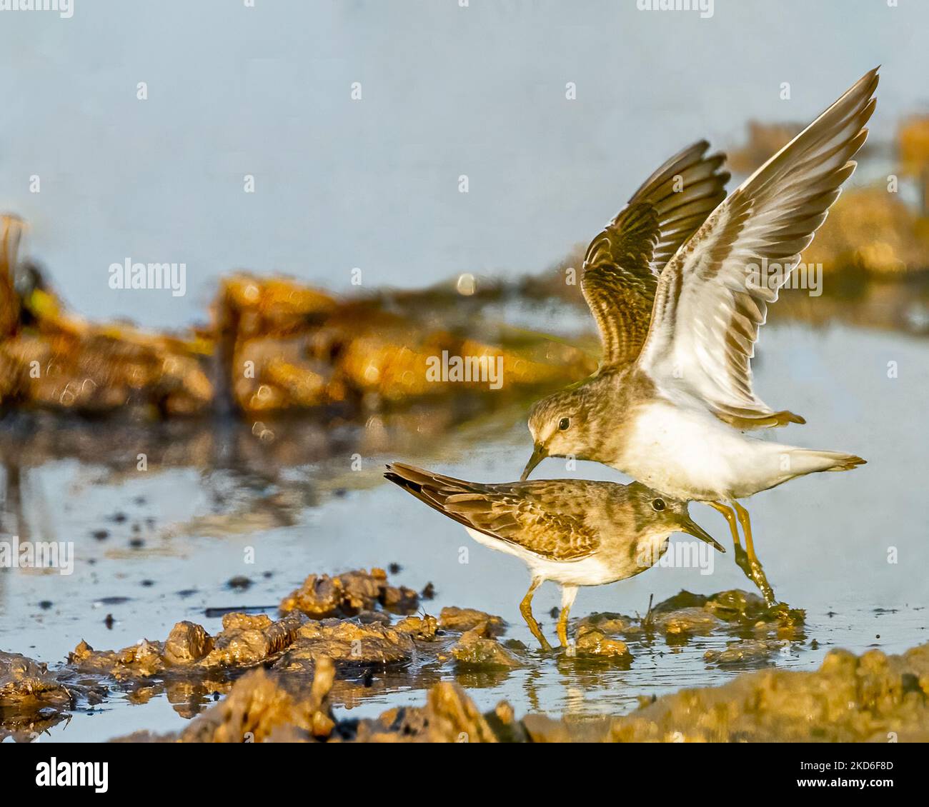 Un paio di stint vicino a una terra bagnata in terra di volo Foto Stock