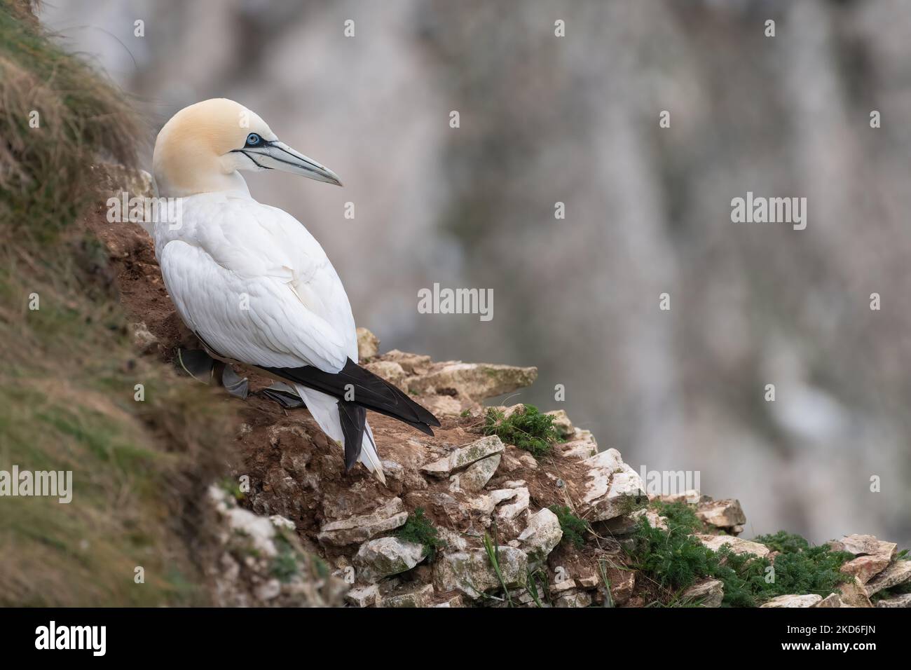 Gannett nesting, Bempton Cliffs, Yorkshire Foto Stock