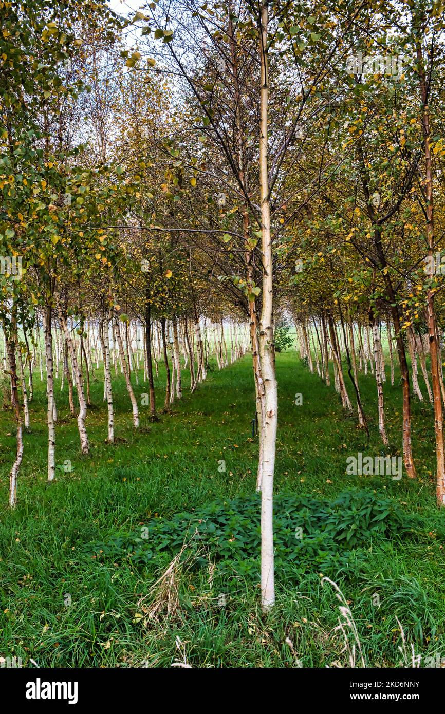 Giovani alberi di betulla in un vivaio, piantati in file parallele, in un giorno d'autunno Foto Stock