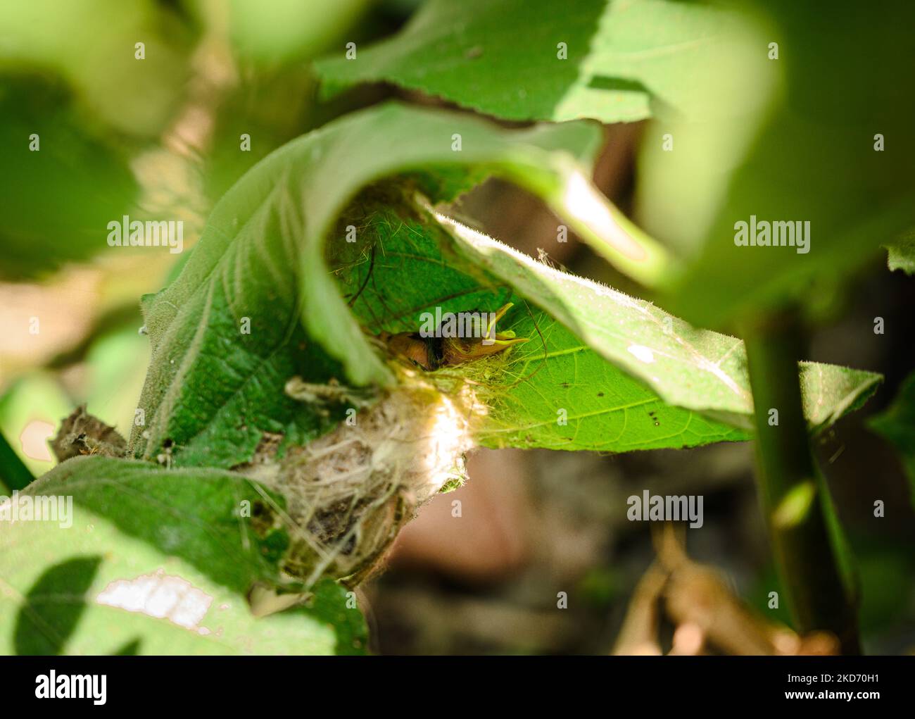 Un comune uccello di sartorio (Orthotomus sutorius) alimenta i suoi pulcini in una pianta a foglia opposta di fico (Ficus hispida) a Tehatta, Bengala Occidentale; India, il 06/04/2022. (Foto di Soumyabrata Roy/NurPhoto) Foto Stock