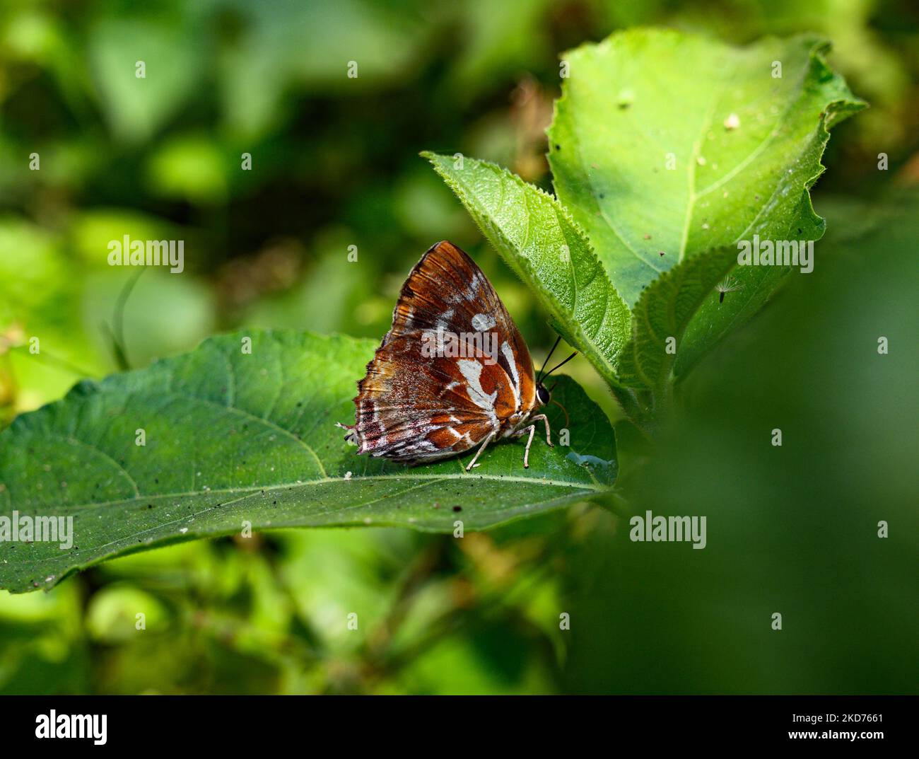Il blu di silverstreak (Iraota timoleon) è una specie di litcaenide o farfalla blu che si trova in Asia, adagiata sulla foglia di una foresta a Tehatta, nel Bengala Occidentale (India), il 09/04/2022. (Foto di Soumyabrata Roy/NurPhoto) Foto Stock