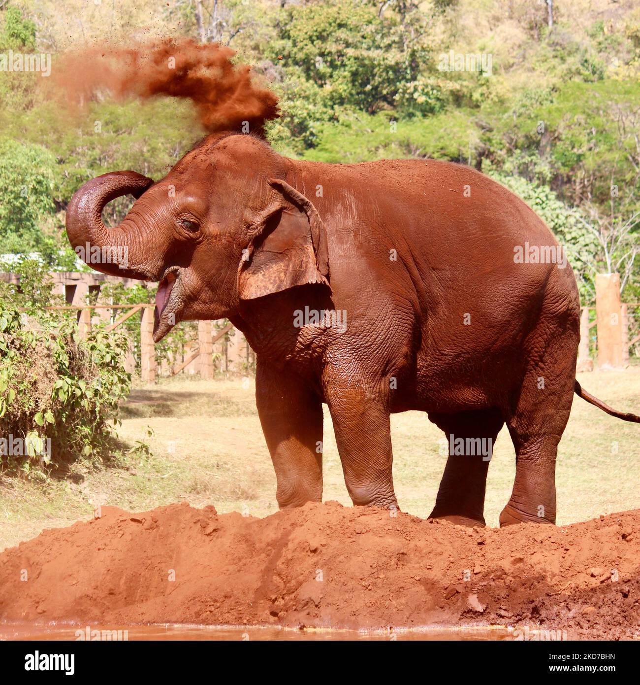Elefante asiatico Bagno di polvere Foto Stock