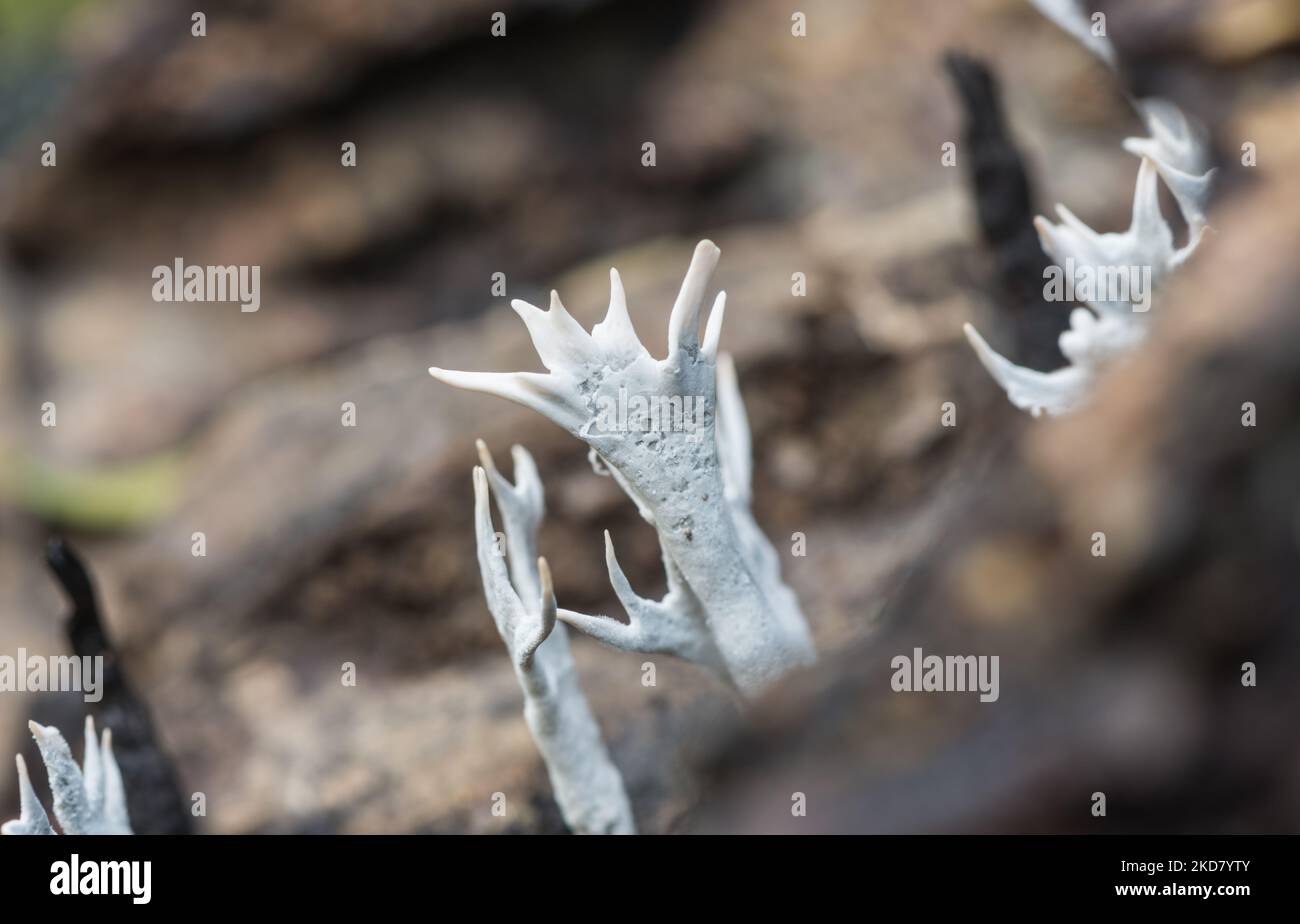 Fungo Candlesnuff (Xylaria hypoxylon) Foto Stock