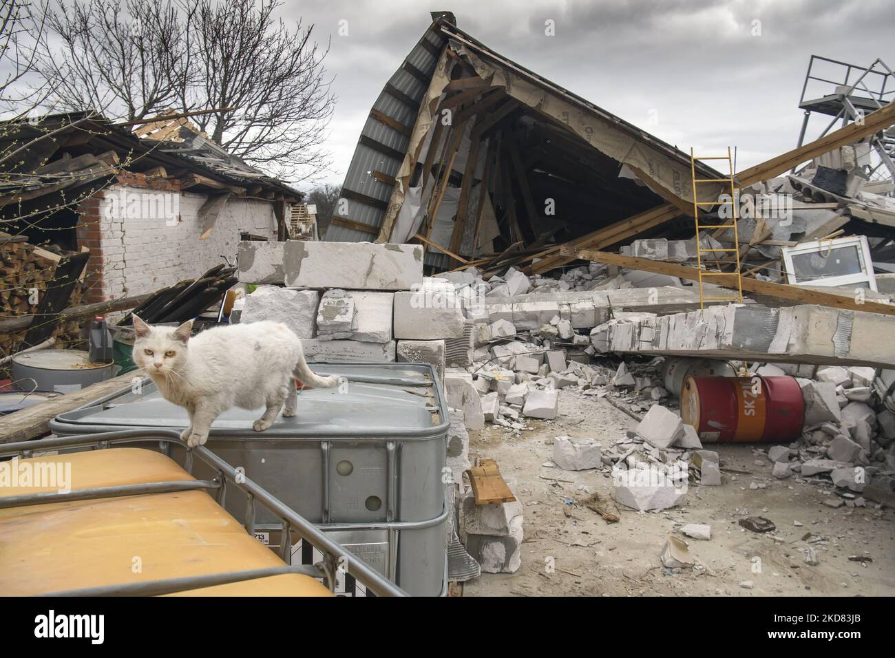 Gatto siede vicino casa residenziale, distrutta nel villaggio di Kukhari durante l'invasione militare russa in Ucraina, area di Kyiv, Ucraina, 19 aprile 2022. (Foto di Maxym Marusenko/NurPhoto) Foto Stock