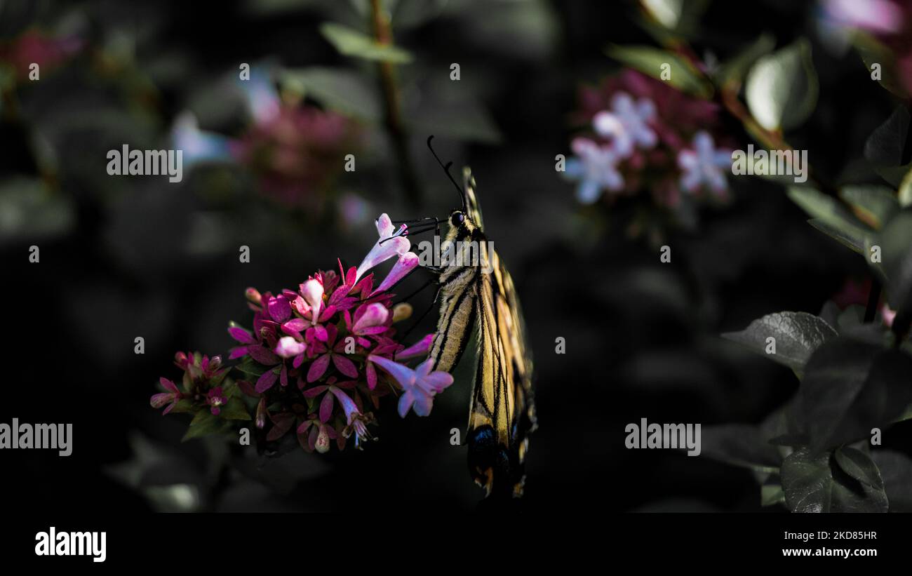Un macrofo di una farfalla gialla della Tigre Orientale Swallowtail (Papilio glaucus) che riposa su un fiore Foto Stock
