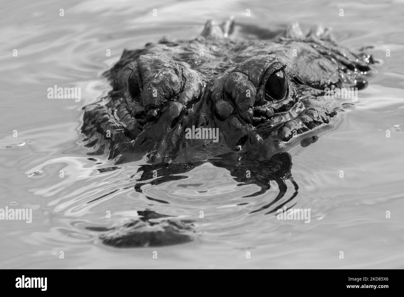L'American Alligator (Alligator missispiensis) può raggiungere una lunghezza di 14 piedi (4,3m piedi) ed è trovato in tutta la Florida. (Foto di George Wilson/NurPhoto) Foto Stock
