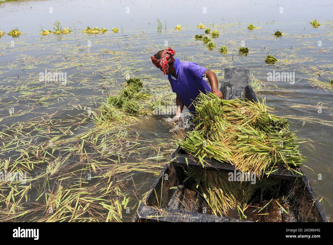 Un contadino trasporta il risone su una barca dopo la raccolta in un campo allagato in un Haor a Sunamganj, Bangladesh. A causa della forte pioggia, il livello dell'acqua è aumentato e il risaie del Haor è stato sommerso. (Foto di Kazi Salahuddin Razu/NurPhoto) Foto Stock