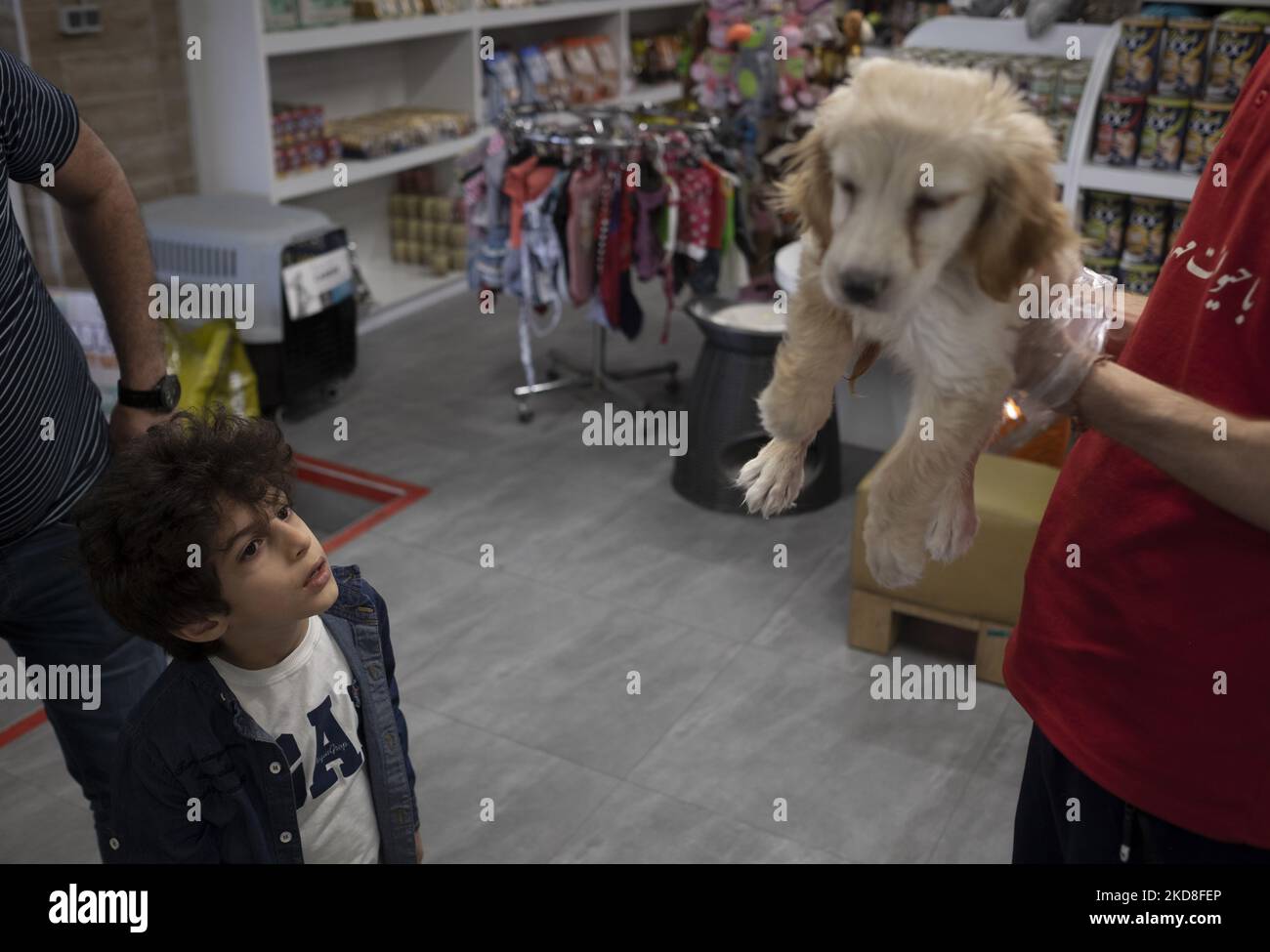 Un dipendente iraniano tiene un cucciolo Golden Retriever per un ragazzo che frequenta la petshop Pallapet con suo padre per acquistare un cucciolo presso il centro commerciale Palladium nel nord di Teheran, il 21 aprile 2019. Gli iraniani amano gli animali e credono che i cani siano stati i migliori amici degli esseri umani nella vecchia storia persiana. (Foto di Morteza Nikoubazl/NurPhoto) Foto Stock