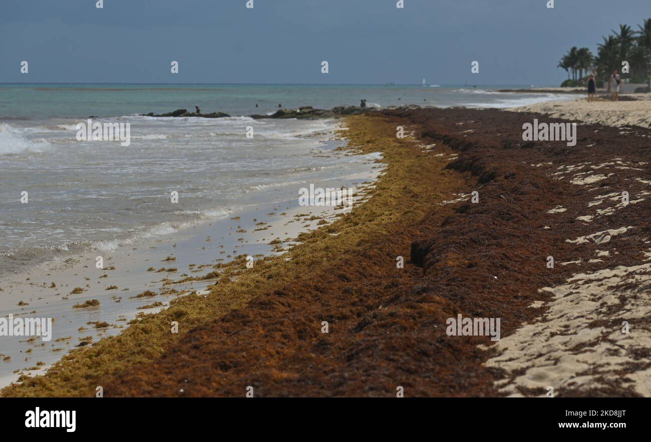 Spiaggia di Playa del Carmen, parzialmente coperta di alghe di sargassum. Sargassum continua a soffocare le spiagge di Playa del Carmen causando problemi e chiusure. Alcune spiagge e i pulitori della spiaggia sono sopraffatti, tuttavia, i funzionari sono fuori la pulizia su una base quotidiana. Mercoledì 27 aprile 2022, a Playa del Carmen, Quintana Roo, Messico. (Foto di Artur Widak/NurPhoto) Foto Stock
