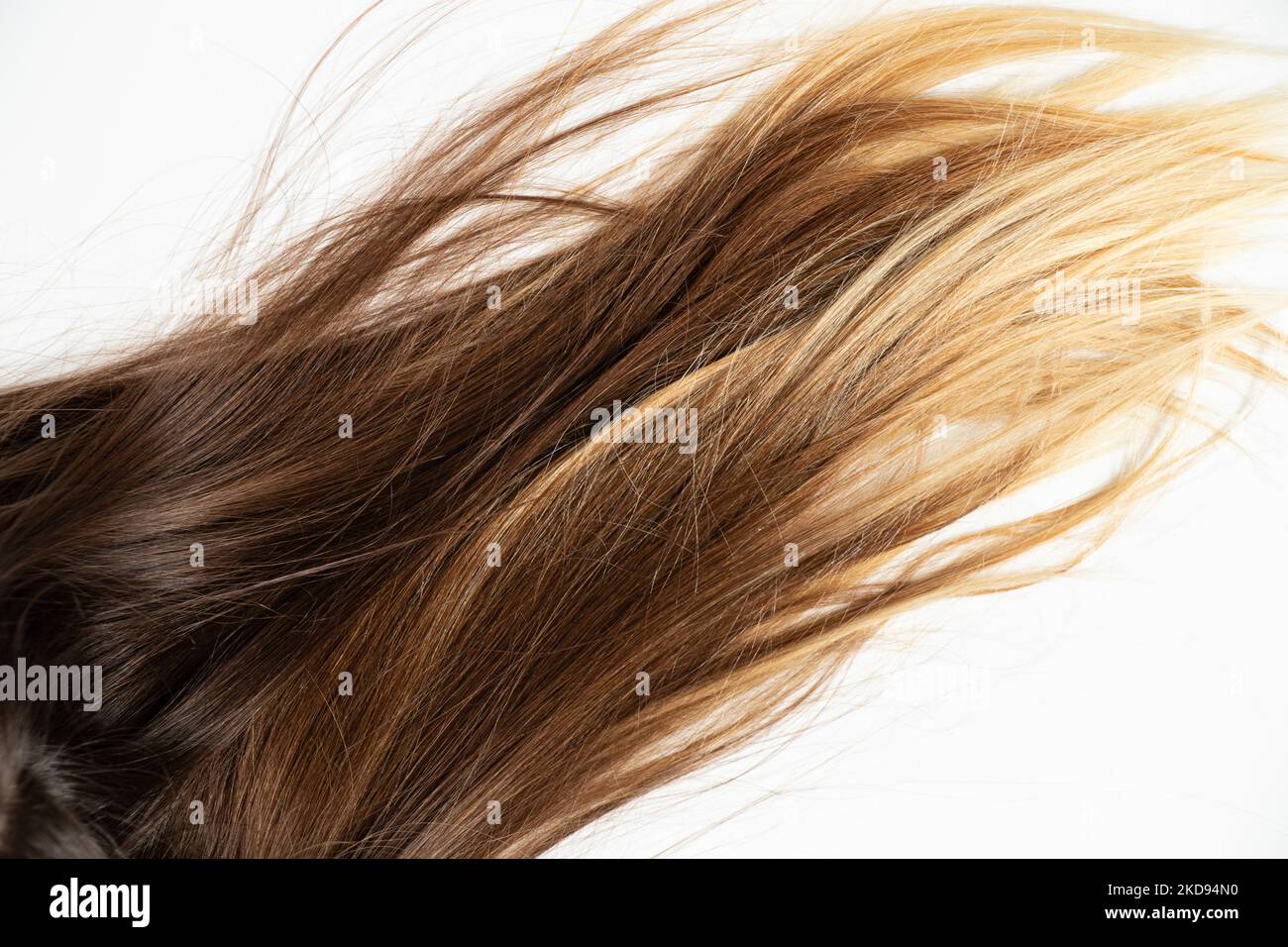 Capelli tinti marrone delle donne su uno sfondo bianco, bellezza e cura dei capelli Foto Stock
