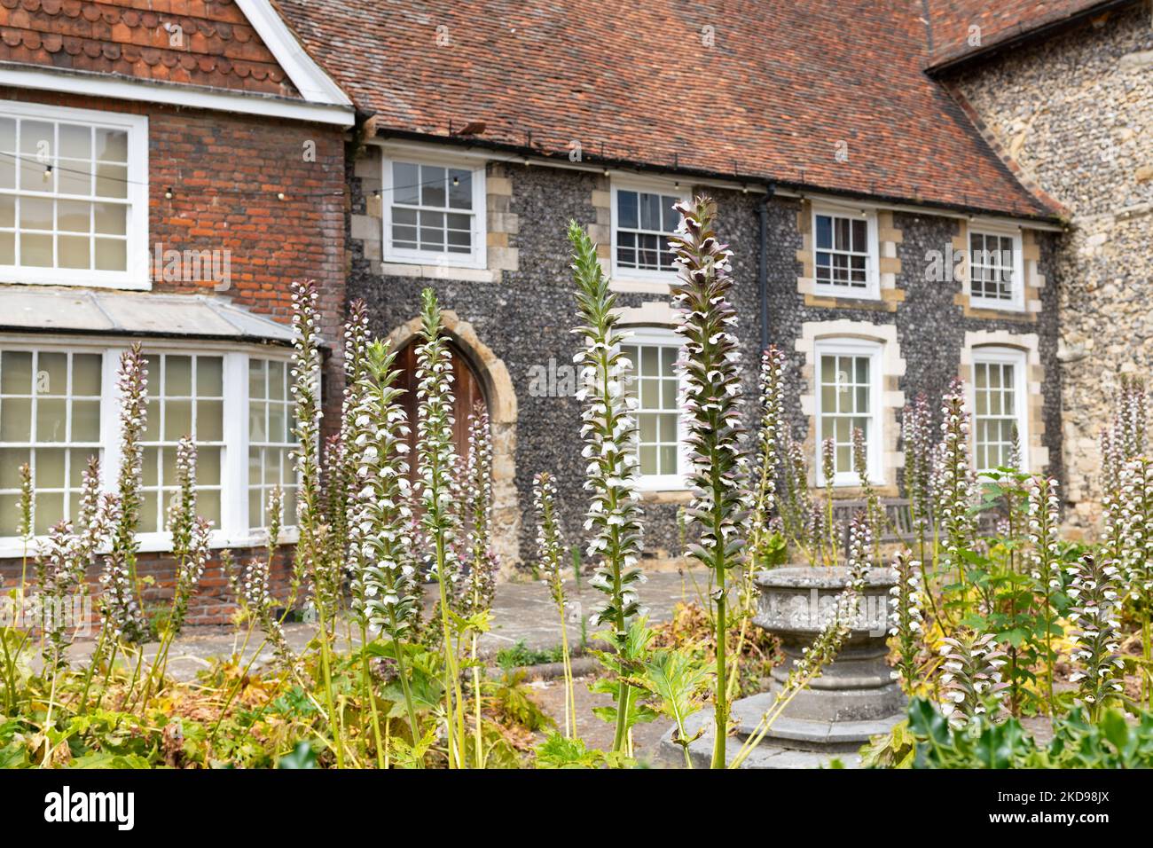 Marlowe Kit Poor Preters Hospital con acanthus in giardino - Canterbury, Kent, Inghilterra, UK Foto Stock