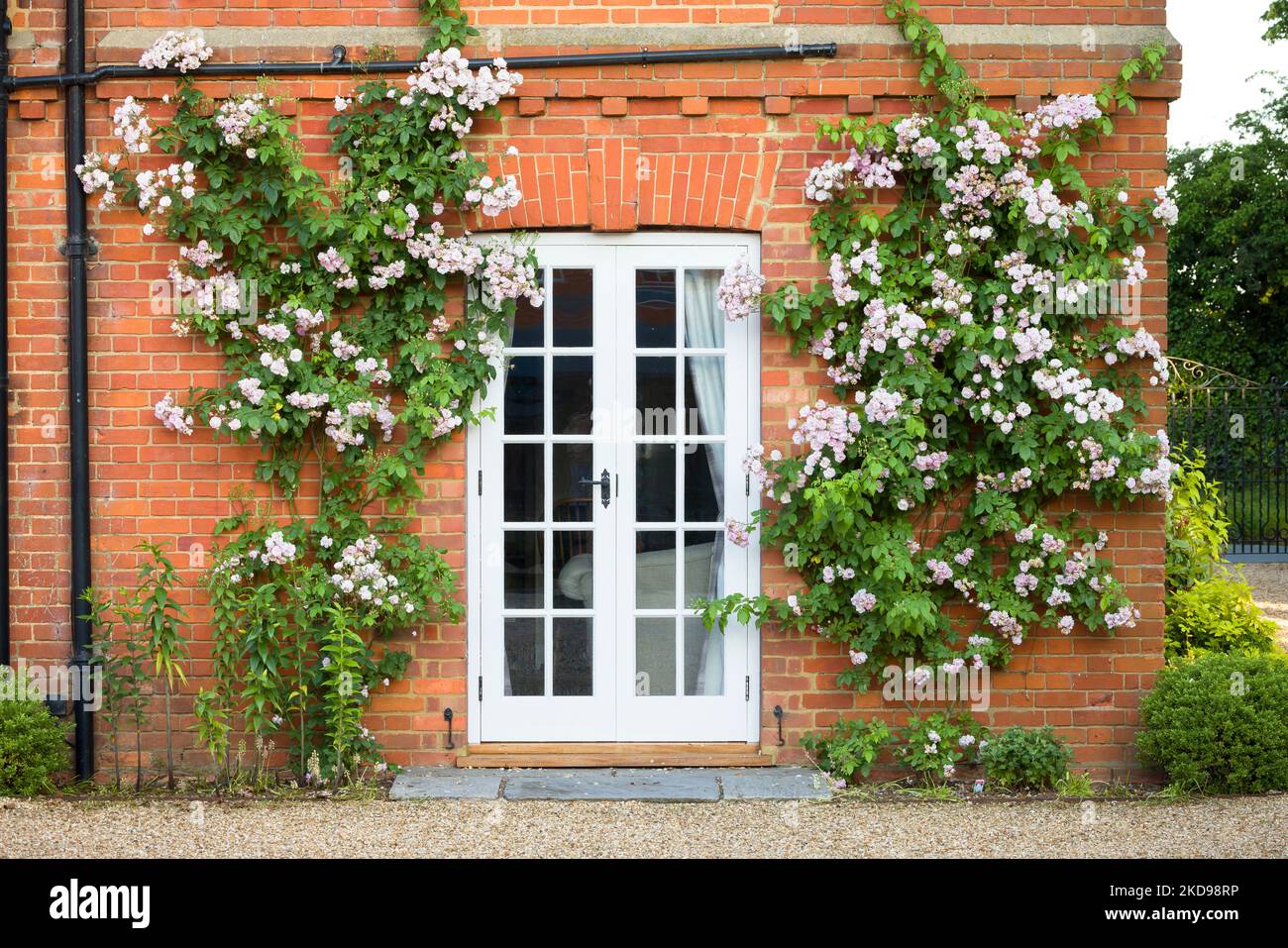 Rosa rose rampicanti che crescono su un muro intorno porte francesi. Esterno della vecchia casa di campagna inglese, Regno Unito Foto Stock