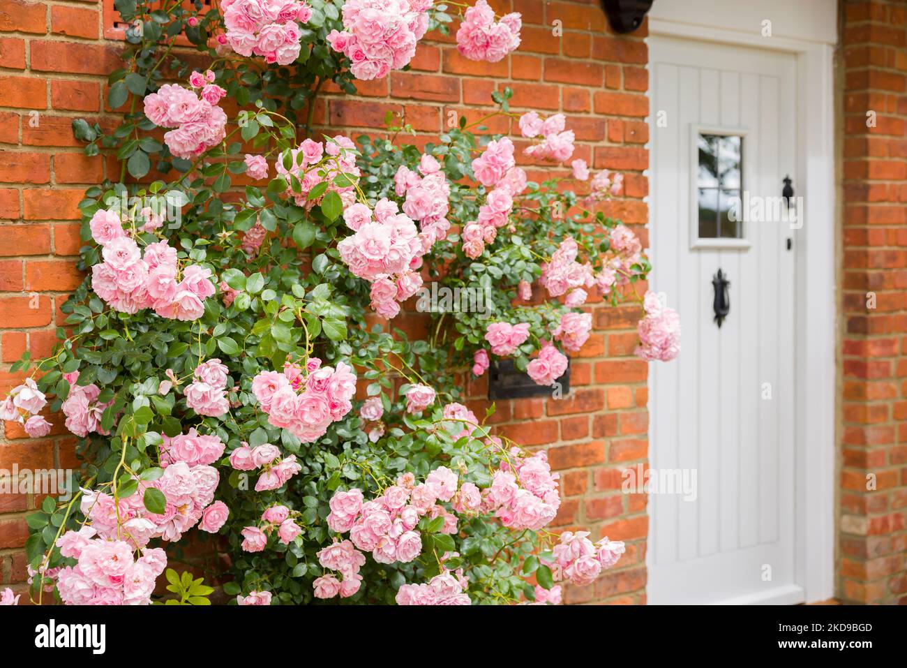 Rosa arrampicata crescere fuori casa in Inghilterra, Regno Unito, con parete in mattoni e porta anteriore Foto Stock