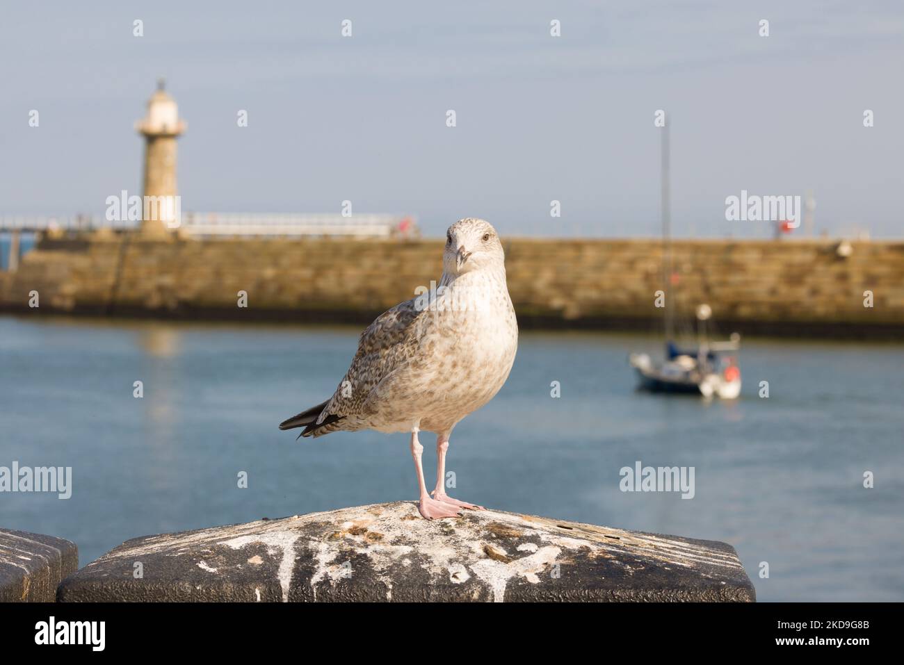Gabbiano o gabbiano di aringa giovanile (immaturo) con faro e barca a Whitby Harbour. Panorama sul mare Foto Stock