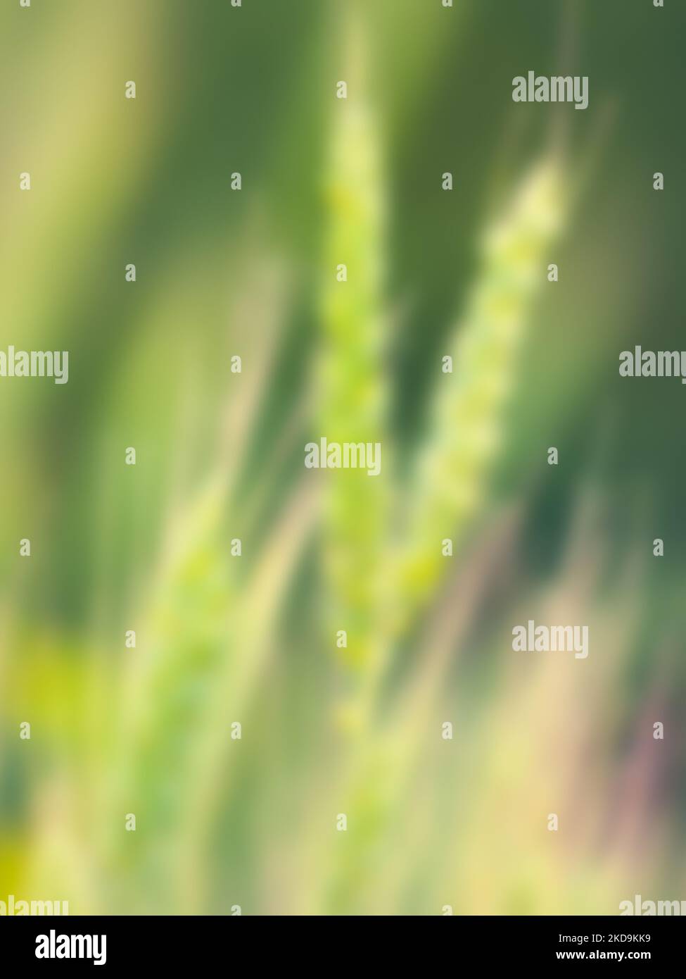 primo piano di grano di segale, fondo naturale bokeh sfocato Foto Stock