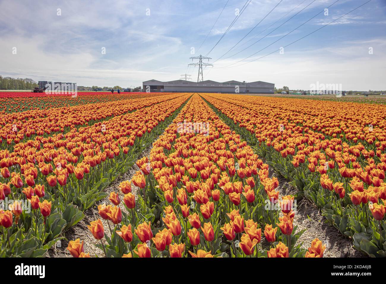 I magici campi di tulipani olandesi durante la stagione primaverile. Vista panoramica e primo piano dei campi di tulipani rossi e arancioni nei pressi di un sito di produzione e di un trattore. Magica stagione primaverile olandese con i bulbi dei fiori di tulipano che fioriscono nei campi colorati di rosso, bianco, arancione, giallo e altri colori oltre ai giacinti blu e viola, giallo e bianco Daffodil, piante di Narcissus. La posizione dei campi specifici è vicino a Lisse vicino ad Amsterdam. I Paesi Bassi esportano fiori, le esportazioni agricole olandesi sono in crescita e hanno superato i 100bn euro nel 2021, il prodotto di esportazione più commercializzato Foto Stock