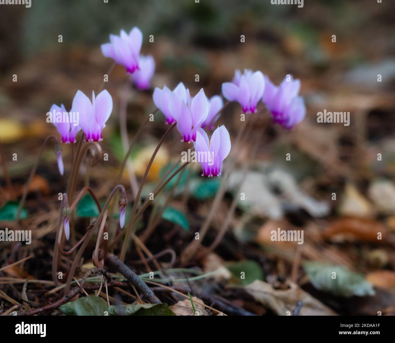 Un primo piano di ciclamini di lievito d'edera (ciclamino hederifolium) sul terreno Foto Stock