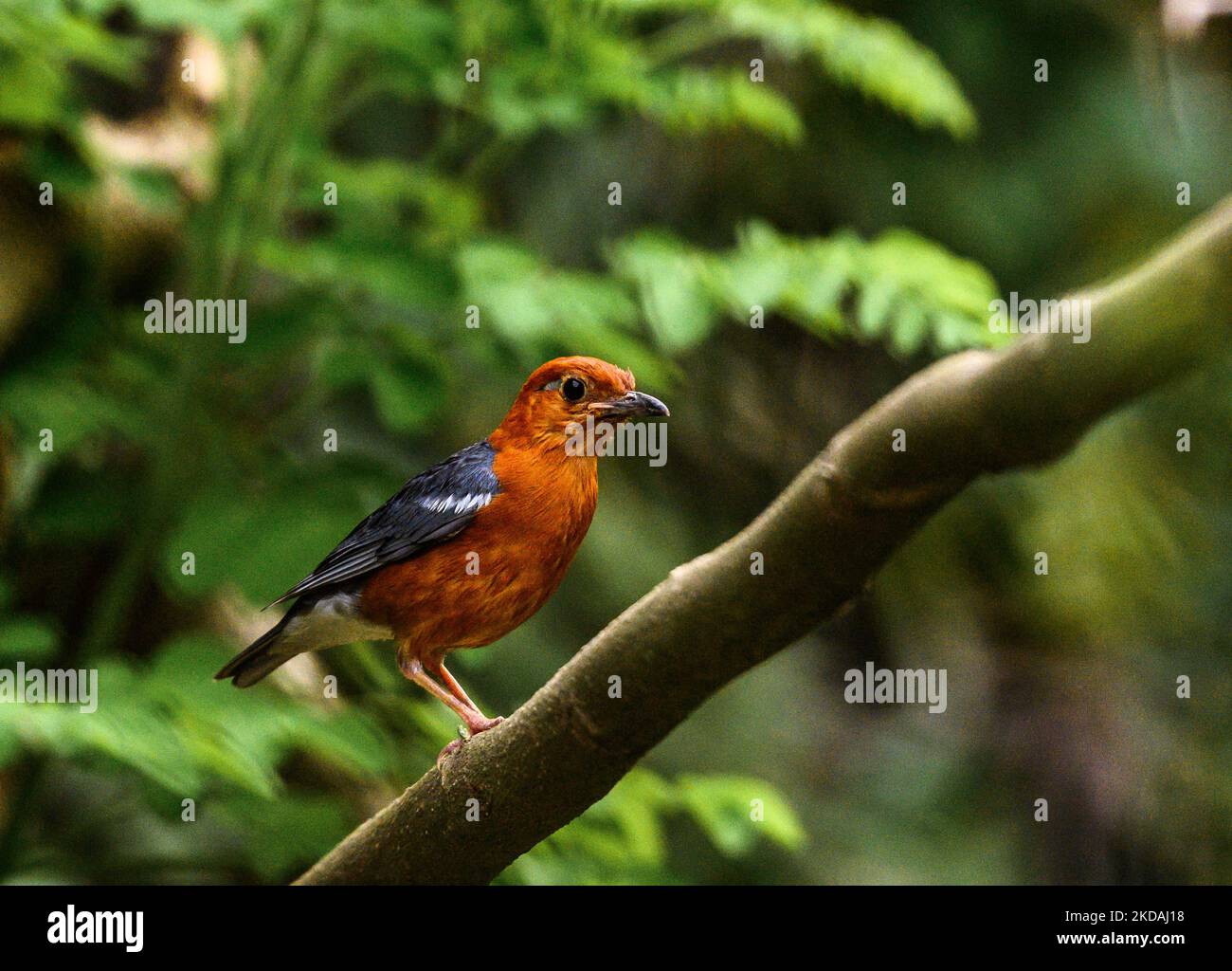 Il tordo dalla testa arancione (Geokichla citrina) è un uccello colorato e timido che canta nella famiglia dei tordo che preferisce vivere nell'ambiente umido e appartato della macchia rurale, nel subcontinente indiano e nel sud-est asiatico. Sono noti per il bagno due volte al giorno durante tutto l'anno. Questa foto è stata scattata in una foresta la sera a Tehatta, West Bengala, India, il 21/05/2022. (Foto di Soumyabrata Roy/NurPhoto) Foto Stock