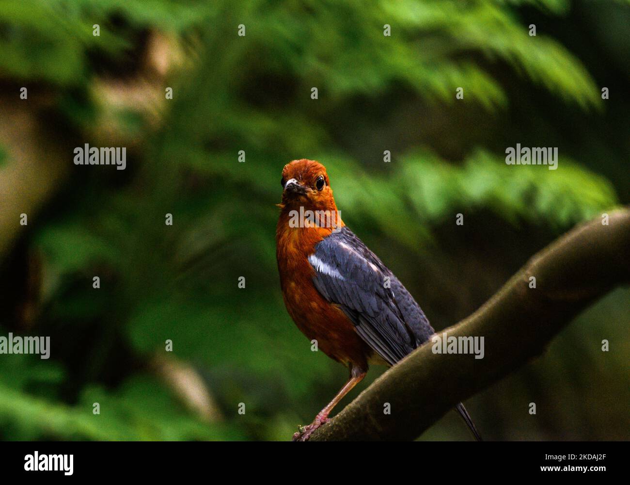 Il tordo dalla testa arancione (Geokichla citrina) è un uccello colorato e timido che canta nella famiglia dei tordo che preferisce vivere nell'ambiente umido e appartato della macchia rurale, nel subcontinente indiano e nel sud-est asiatico. Sono noti per il bagno due volte al giorno durante tutto l'anno. Questa foto è stata scattata in una foresta la sera a Tehatta, West Bengala, India, il 21/05/2022. (Foto di Soumyabrata Roy/NurPhoto) Foto Stock