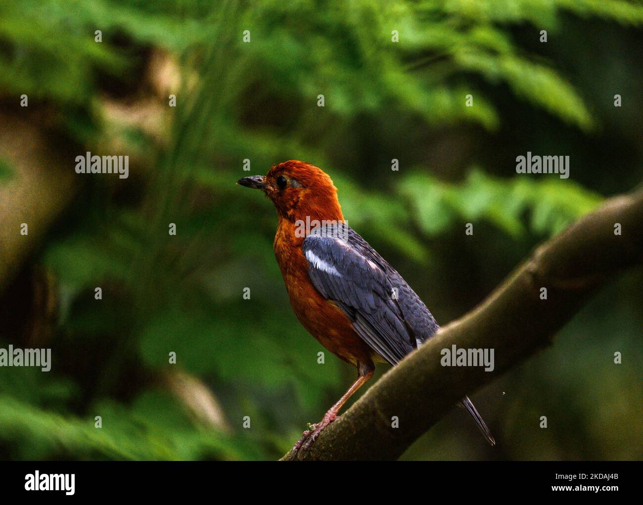 Il tordo dalla testa arancione (Geokichla citrina) è un uccello colorato e timido che canta nella famiglia dei tordo che preferisce vivere nell'ambiente umido e appartato della macchia rurale, nel subcontinente indiano e nel sud-est asiatico. Sono noti per il bagno due volte al giorno durante tutto l'anno. Questa foto è stata scattata in una foresta la sera a Tehatta, West Bengala, India, il 21/05/2022. (Foto di Soumyabrata Roy/NurPhoto) Foto Stock