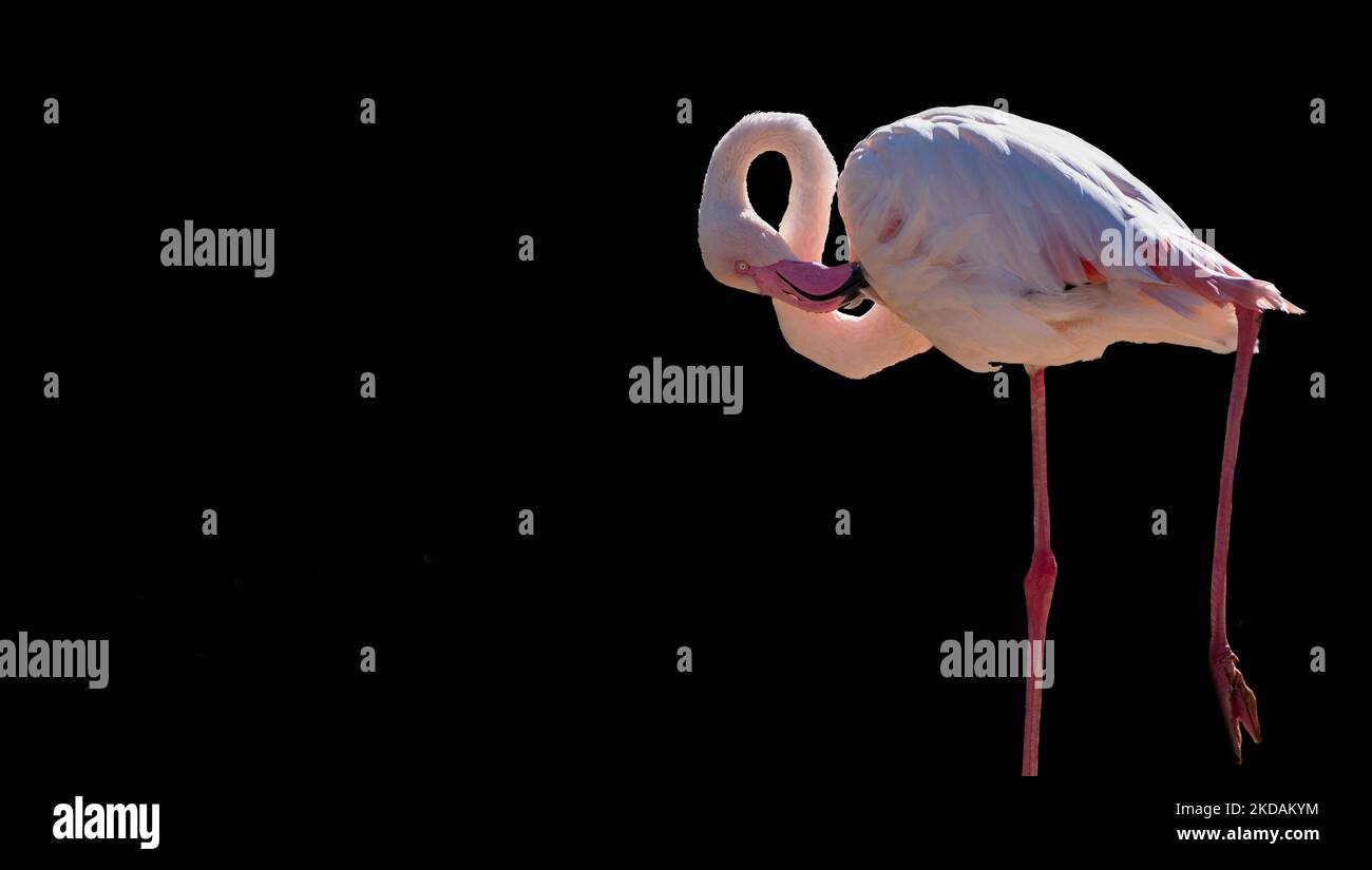 Flamingo di fronte a sfondo nero Foto Stock