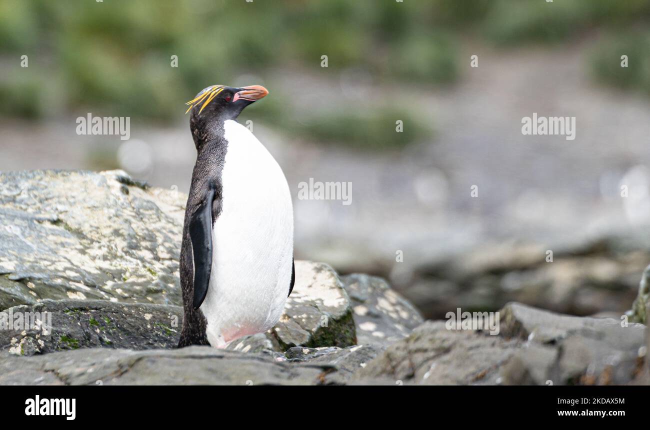 Golden Crested Penguin / Macaroni (Eudyptes chrysolophus) a Cooper Bay, nel sud della Georgia nel suo ambiente naturale Foto Stock