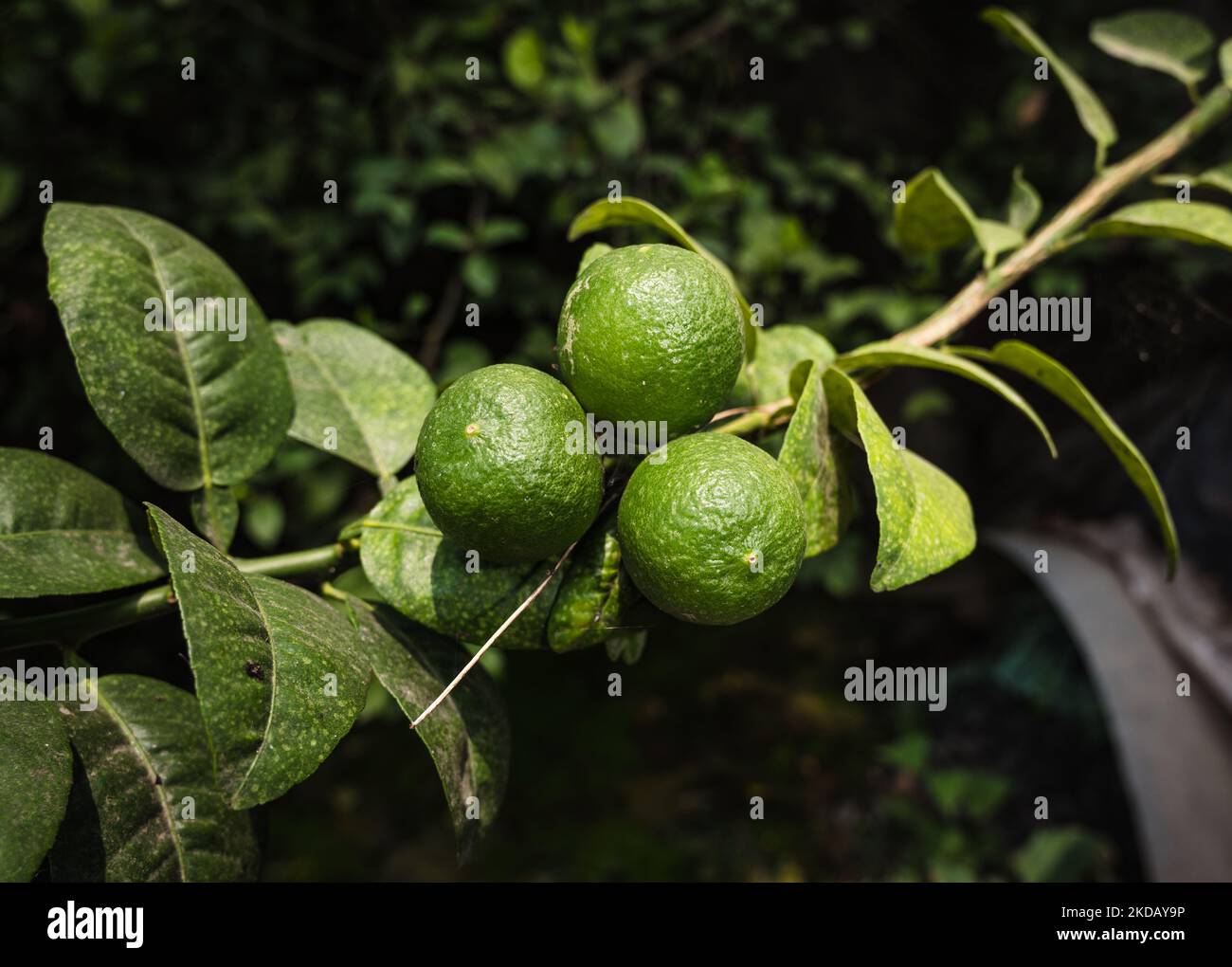 L'India produce circa il 17% dei limoni del mondo. La pioggia poco temporizzata seguita da un caldo ondeggiante ha causato un povero raccolto di lime (limone) sugli indiani quest'anno, innalzando le temperature a livelli record mentre si fa una delle bevande estive più popolari, la limonata, troppo costosa per la maggior parte. Una foto è stata scattata a Tehatta, West Bengala, India, il 26/05/2022. (Foto di Soumyabrata Roy/NurPhoto) Foto Stock