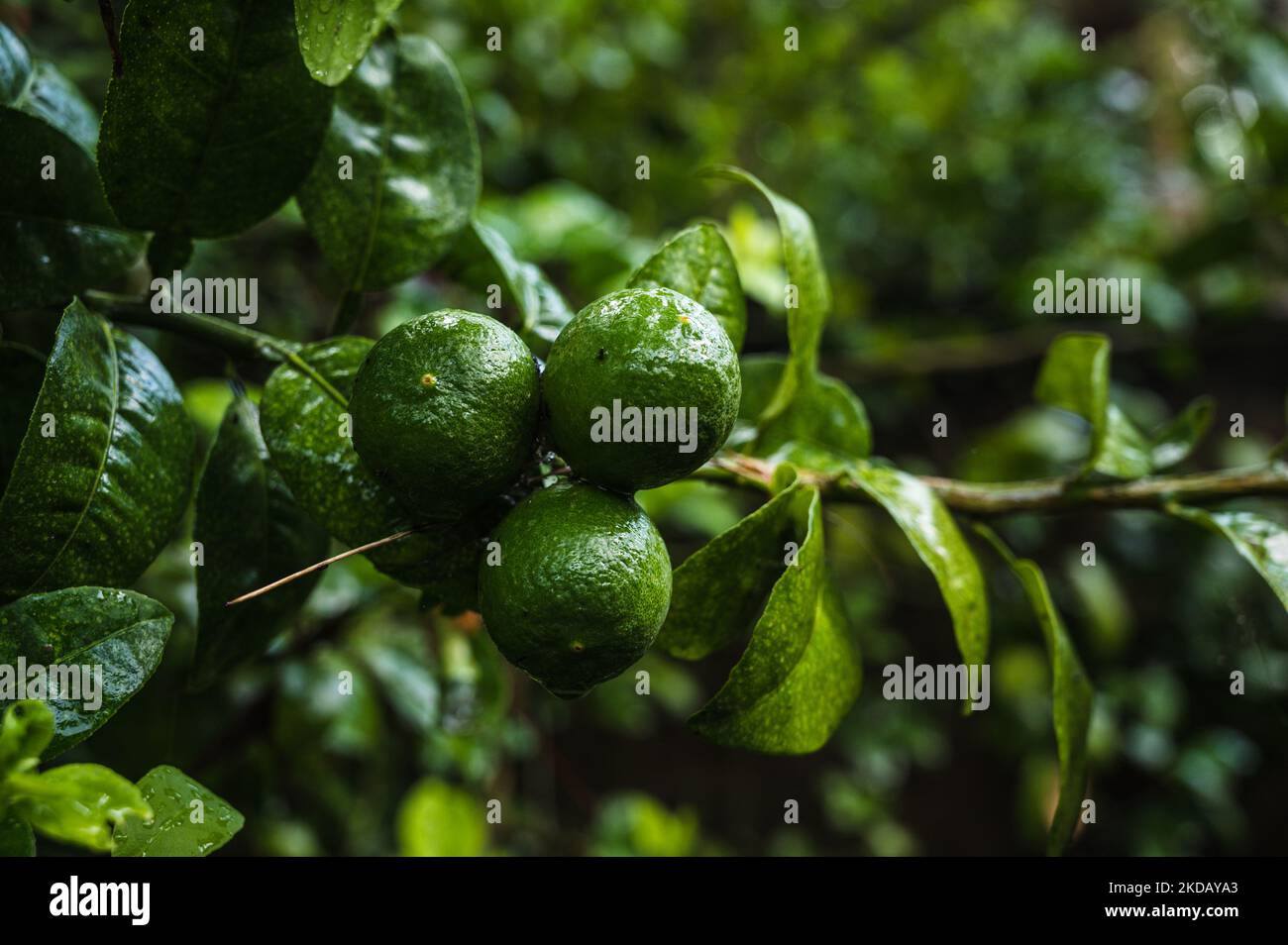 L'India produce circa il 17% dei limoni del mondo. La pioggia poco temporizzata seguita da un caldo ondeggiante ha causato un povero raccolto di lime (limone) sugli indiani quest'anno, innalzando le temperature a livelli record mentre si fa una delle bevande estive più popolari, la limonata, troppo costosa per la maggior parte. Una foto è stata scattata a Tehatta, West Bengala, India, il 26/05/2022. (Foto di Soumyabrata Roy/NurPhoto) Foto Stock