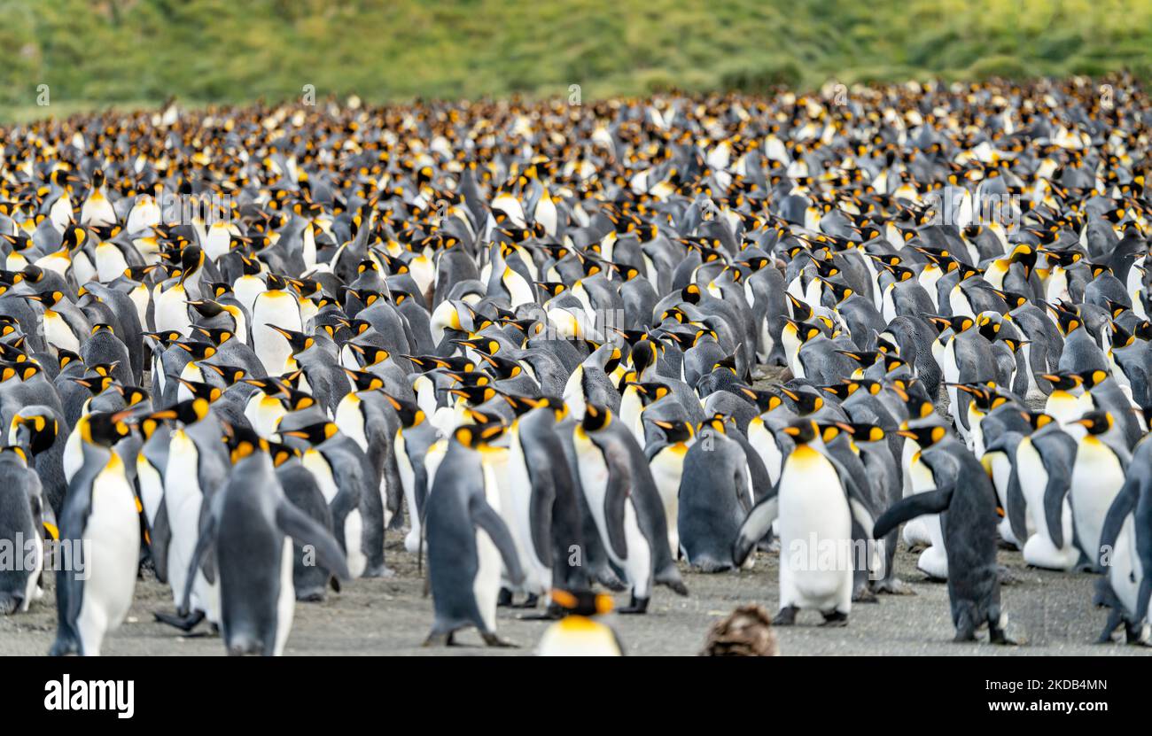 Il King Penguin Colony Gold Harbour - migliaia di pinguini re, centinaia di pinguini gentoo e un sacco di foche elefanti condividono questa baia nella Georgia del Sud Foto Stock