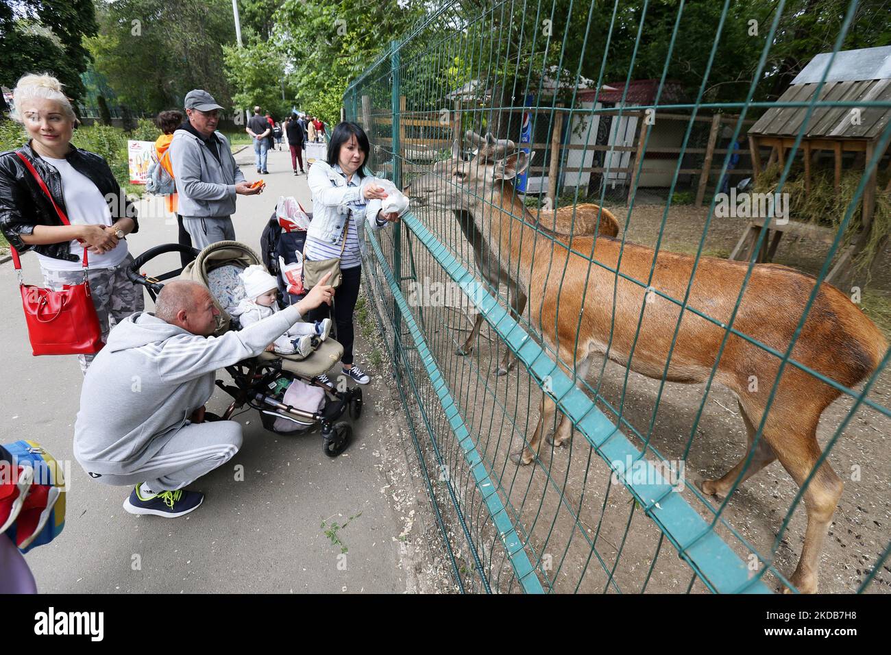 I visitatori nutrono gli animali allo zoo di Odesa, in Ucraina, il 29 maggio 2022. Lo zoo di Odessa si trova vicino al mercato di Privoz dal 1938. La collezione dello Zoo di Odesa contiene oltre 260 specie, circa 1570 esemplari di animali, tra cui circa 50 specie elencate nel Libro Rosso dell'Ucraina e nel Libro Rosso Internazionale, come comunicato dai media. (Foto di Str/NurPhoto) Foto Stock