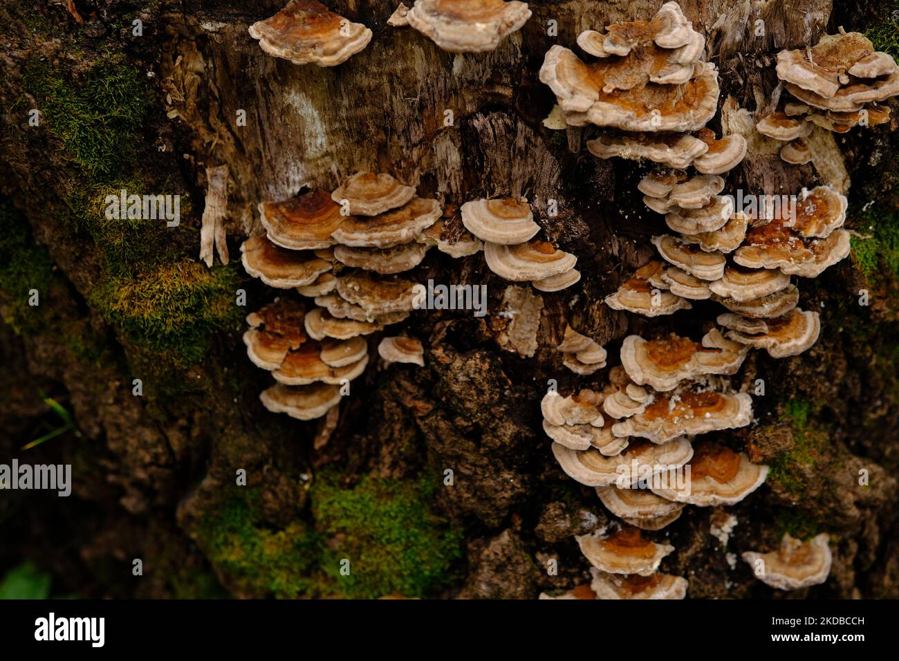 fungo parassita che cresce su tronchi d'albero. Fungo di tonder, fungo di zoccoli, cono di tonder, polipore di tonder o fungo di ghiaccio dell'uomo. Foto Stock