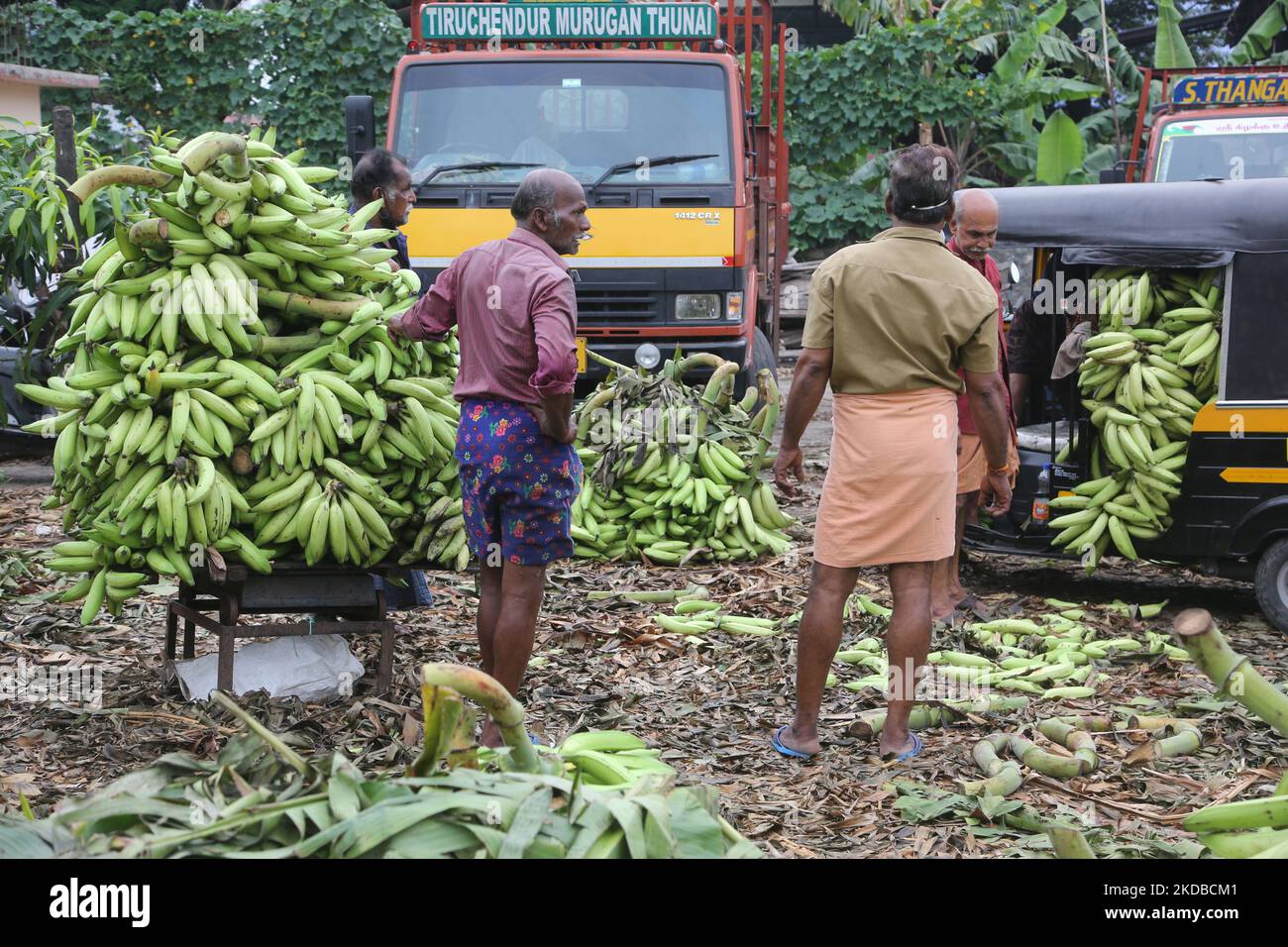 I lavoratori pesano le banane su grandi scale prima di essere caricati in veicoli per il trasporto ai negozi locali al mercato delle banane la città di Thiruvananthapuram (Trivandrum), Kerala, India il 10 maggio 2022. (Foto di Creative Touch Imaging Ltd./NurPhoto) Foto Stock