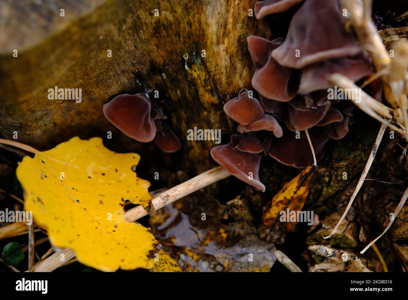 Funghi commestibili noti come Wood EAR, Ebrei EAR o Jelly Ear Auricularia auricula-judae nella foresta autunnale Foto Stock