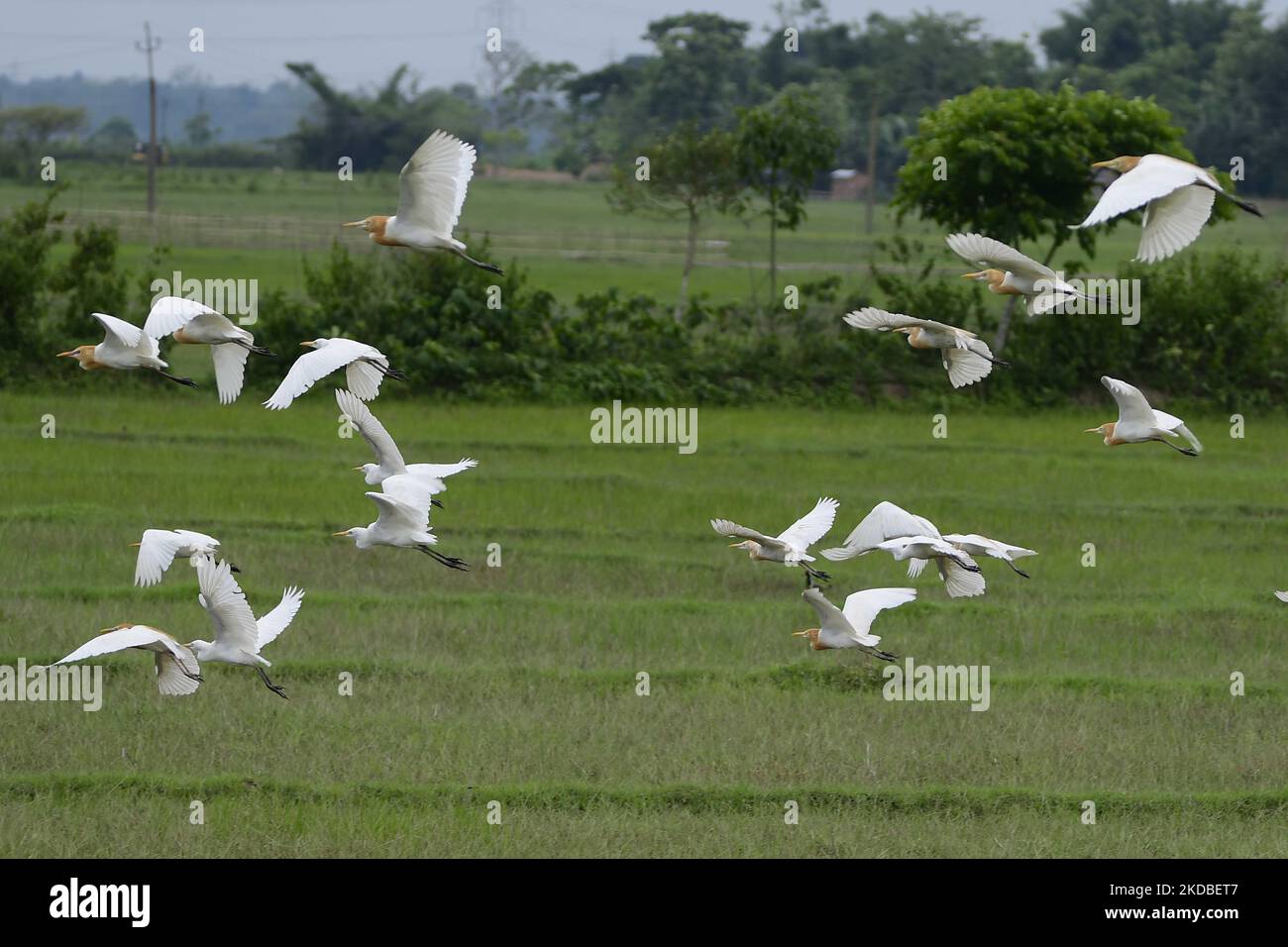 Mandrie di egreti visto volare nel distretto di Nagaon Assam, india il 3,2022 giugno. (Foto di Anuwar Hazarika/NurPhoto) Foto Stock