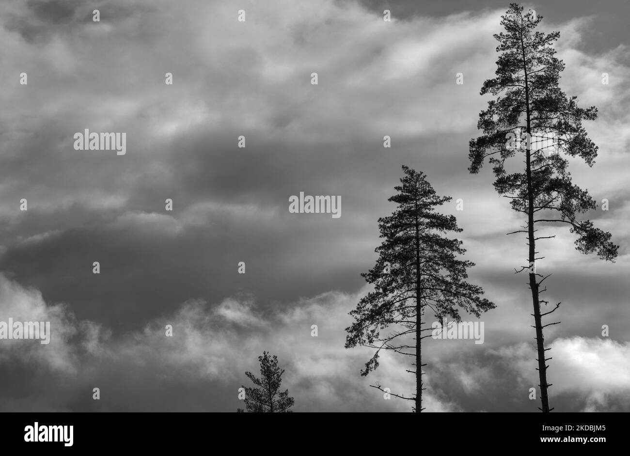 Tre pini neri e bianchi contro il cielo pesante. Foto Stock